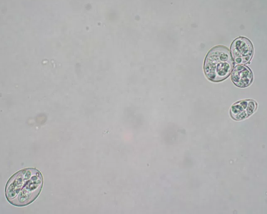Microscopic picture (x400) of the oocysts of 5 species included in HIPRACOX® vaccine.