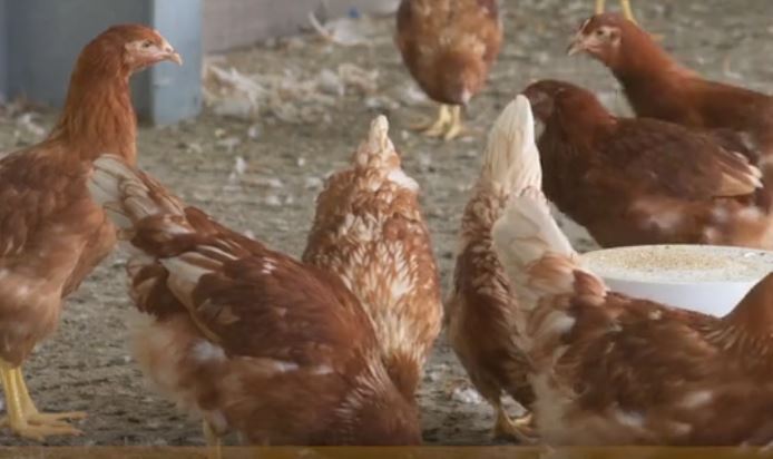 World Layer Distribution GmbH, Couvoir OVO Inc. achieve majority passion in Archer’s Poultry Farm