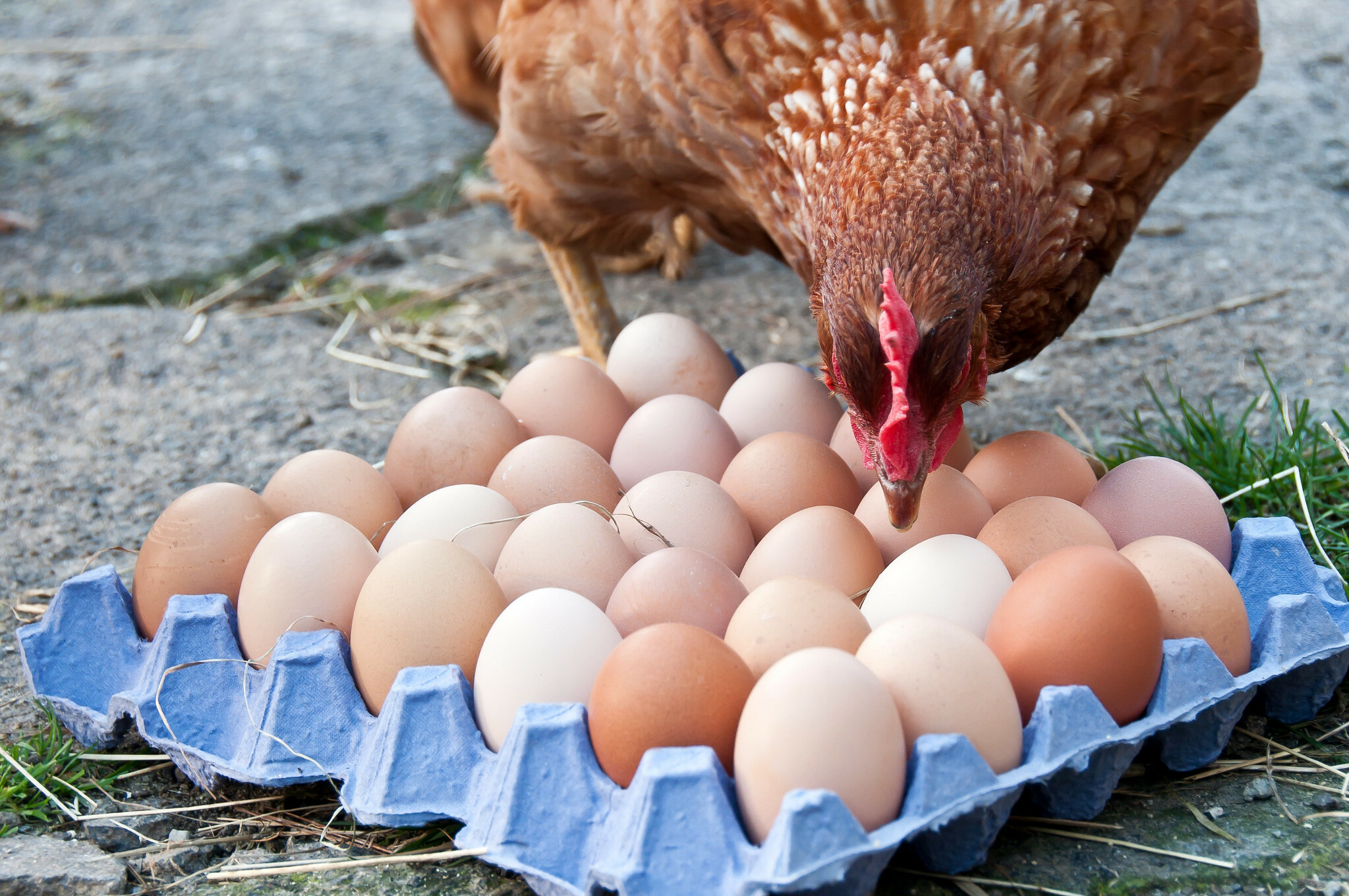 Hens eggs. Курица с яйцами. Яйцо куриное. Яйца кур. Курочка с яйцами.