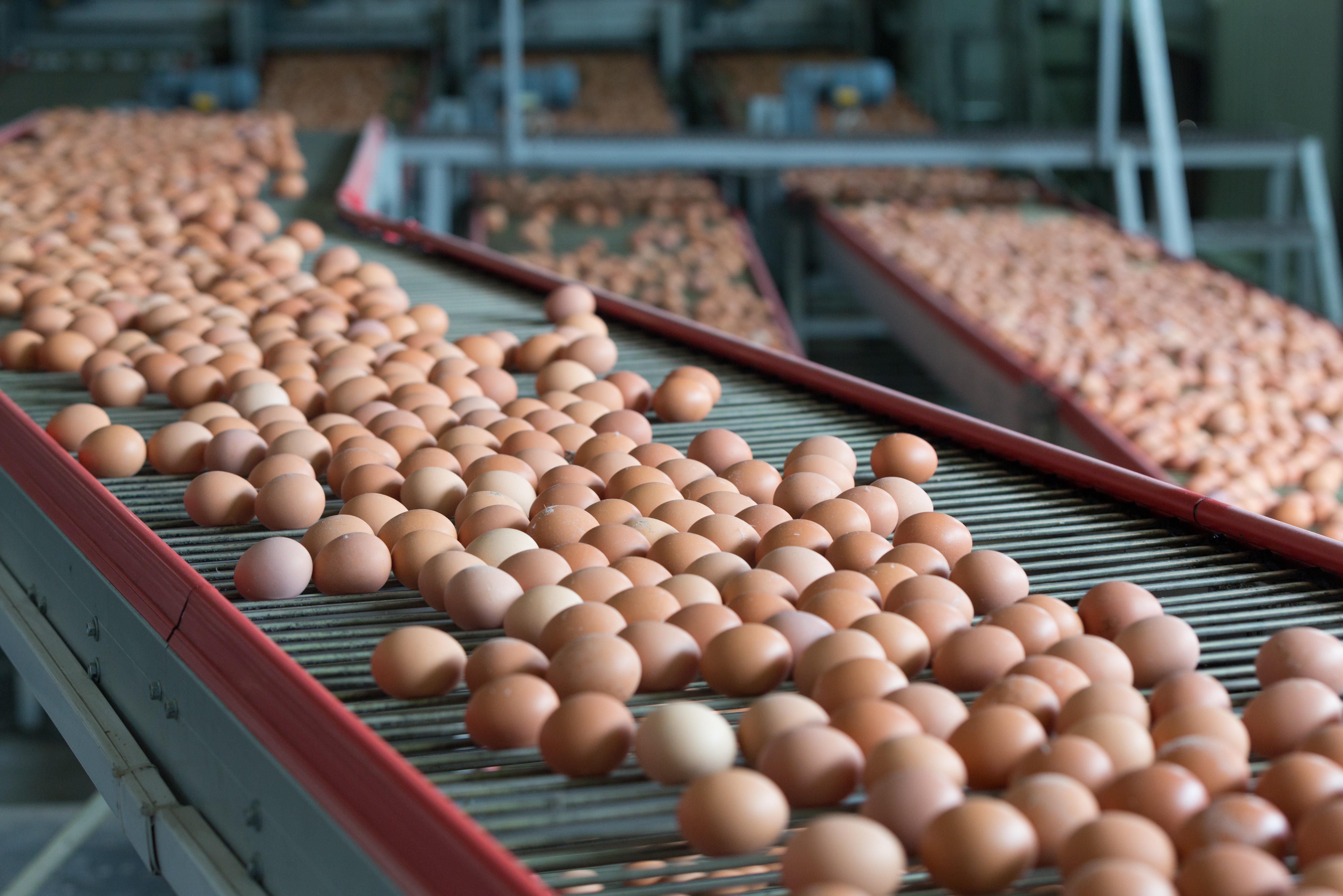 Thousands of eggs on conveyor belts in a factory