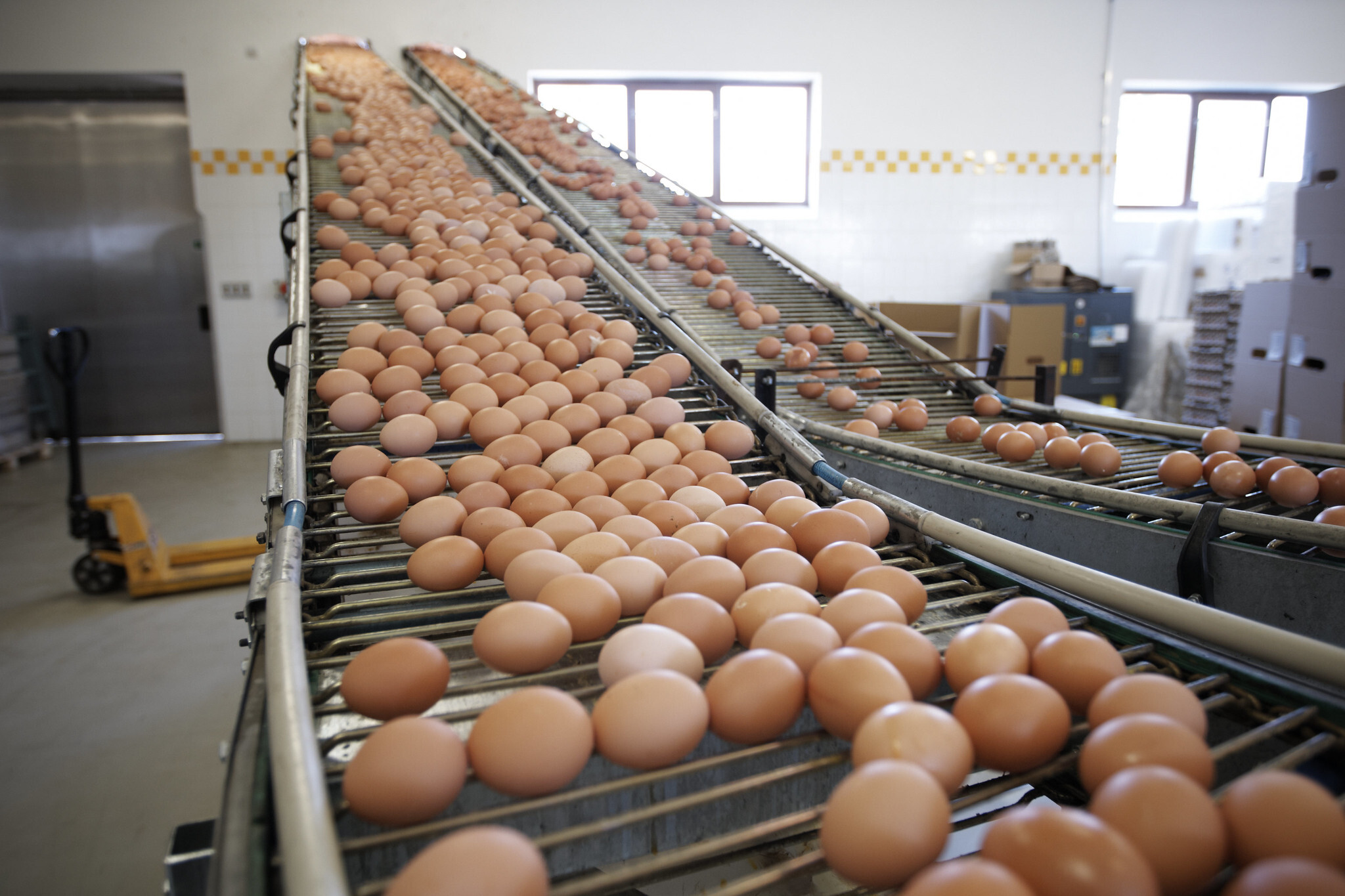 US egg farmers honour athletes breaking information