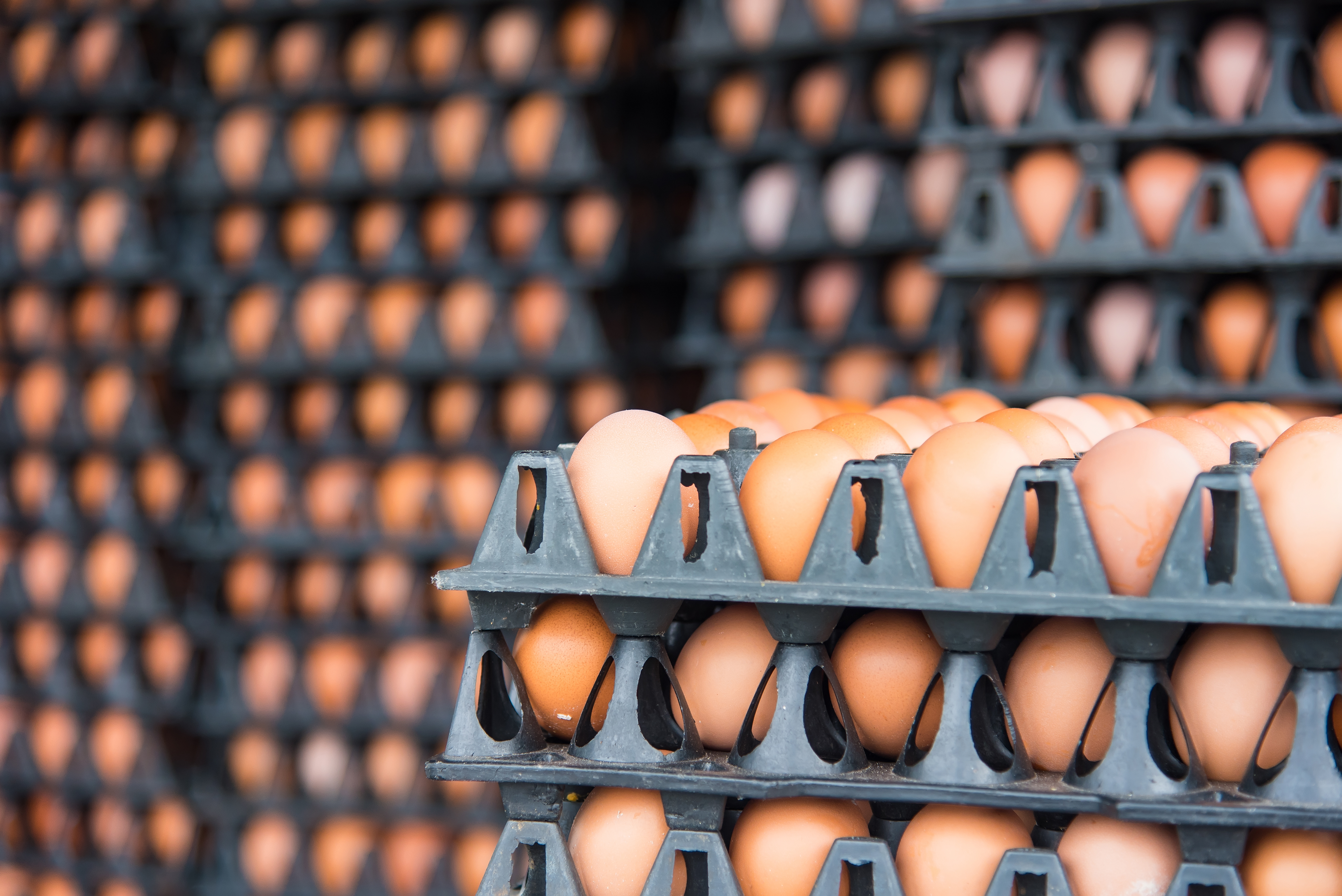 Eggs in warehouse storage