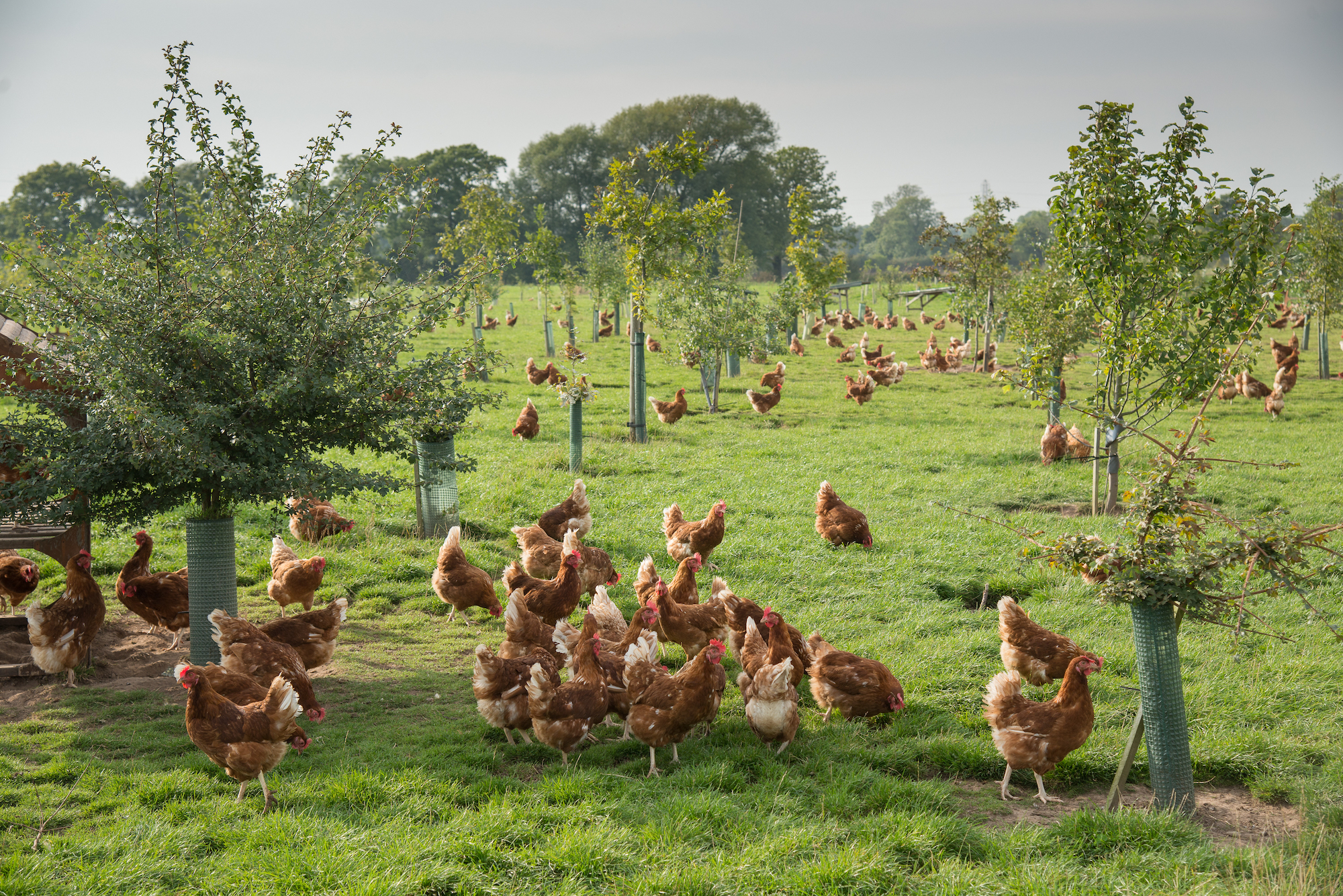 Free Range Layer Farming Challenges