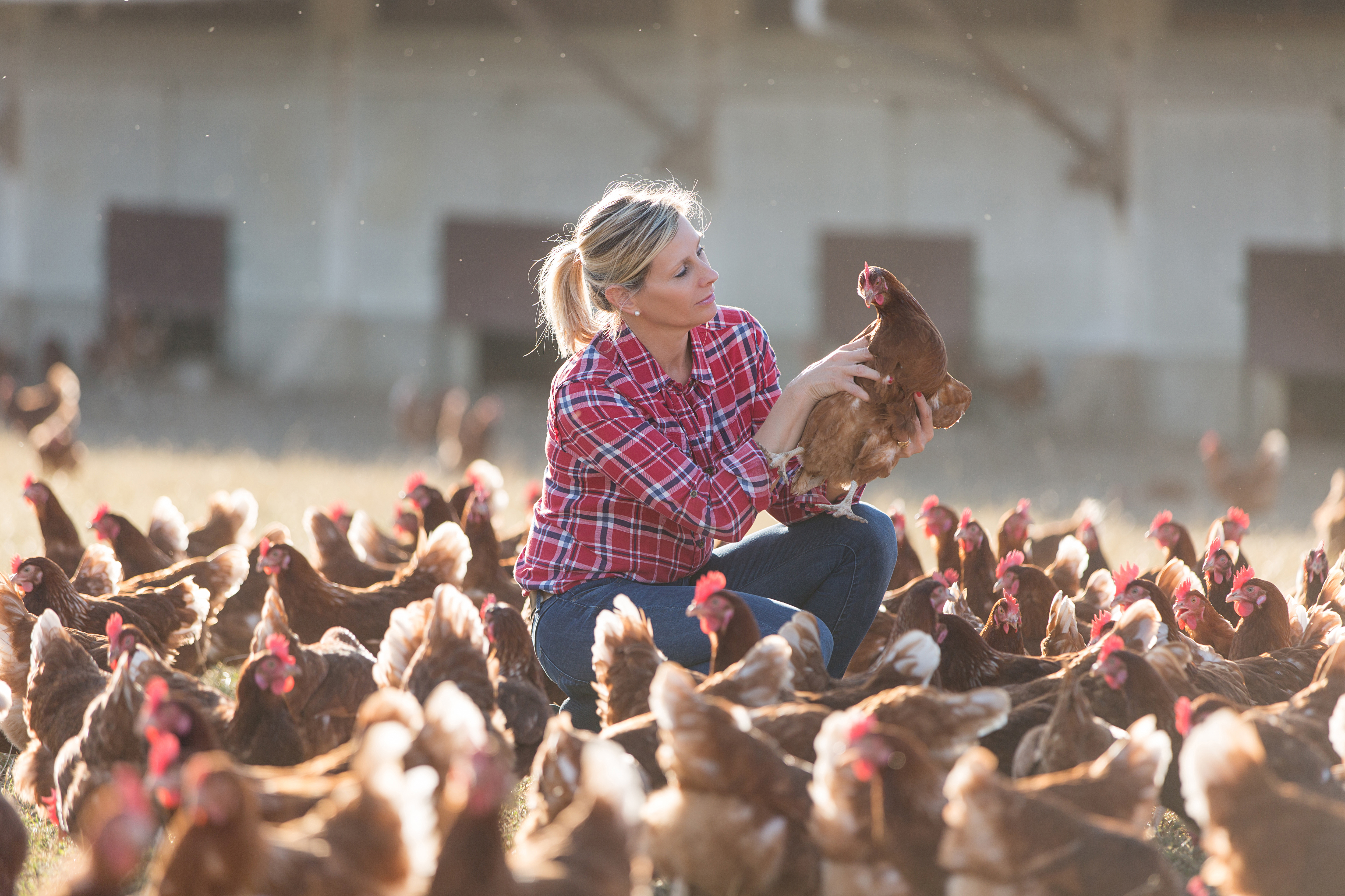 Backyard keepers should evaluate individual birds in their flock to identify the strongest birds