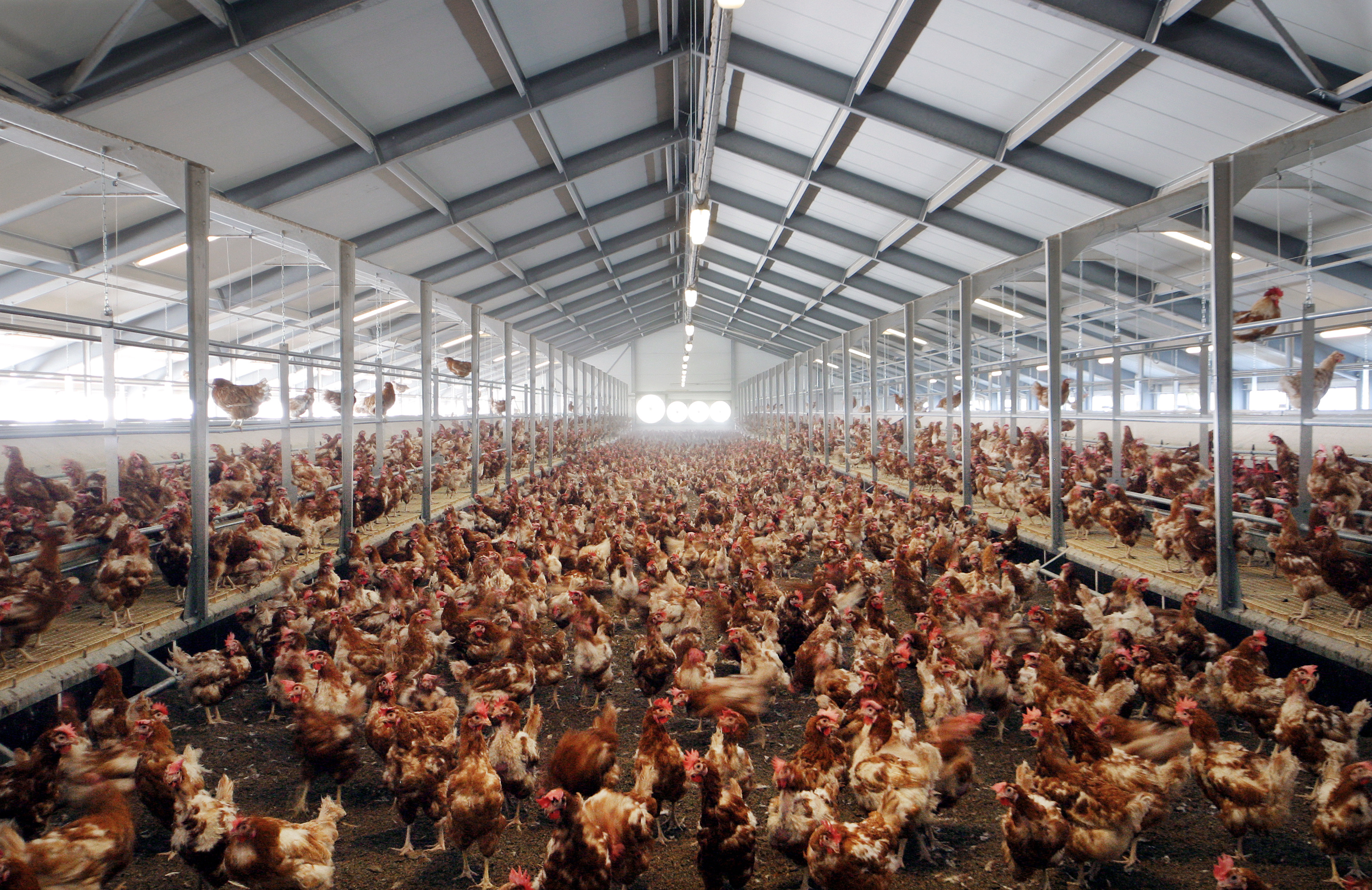 thousands of chickens in a cage-free barn