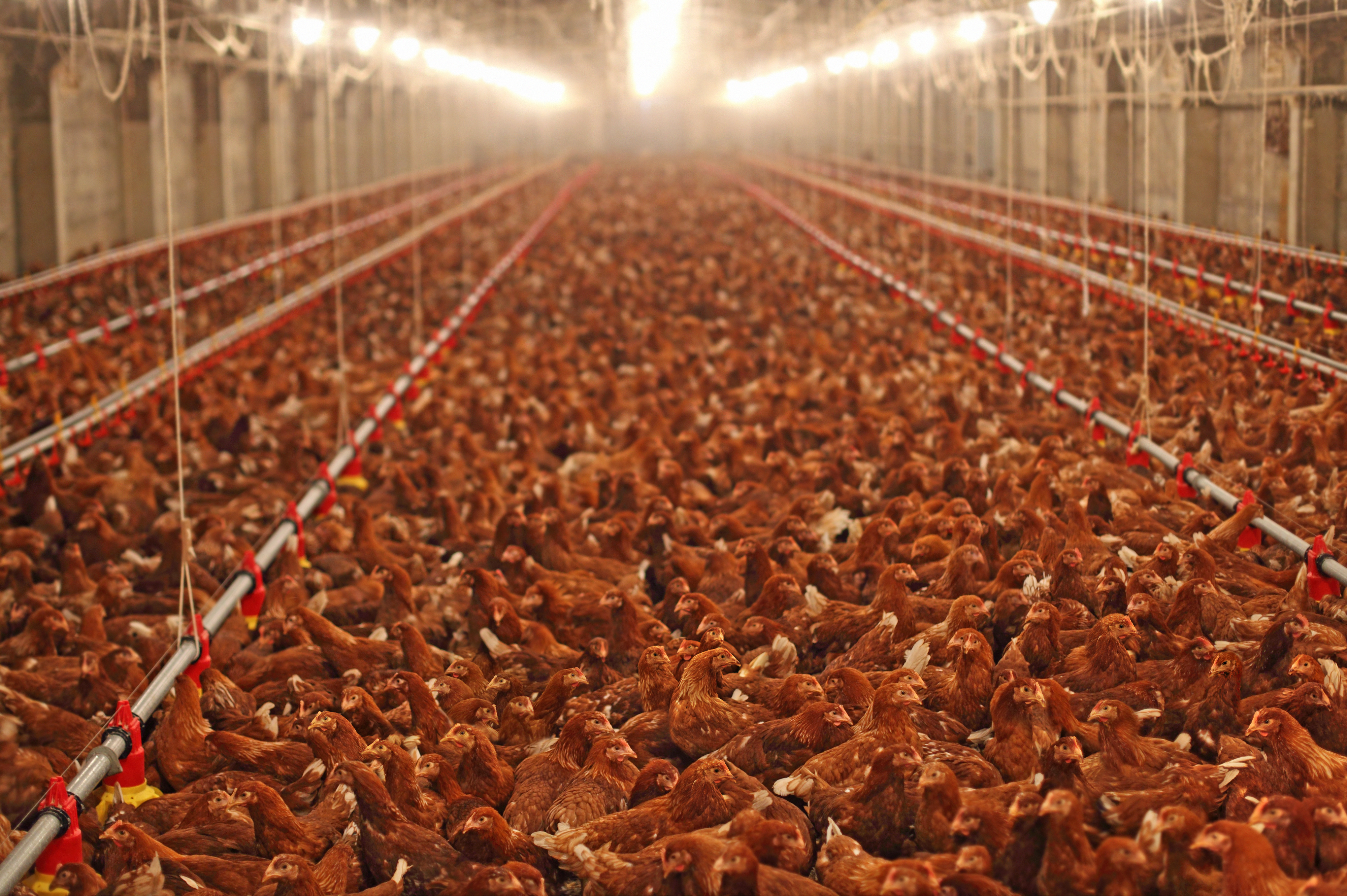 Thousands of laying hens in an indoor poultry barn