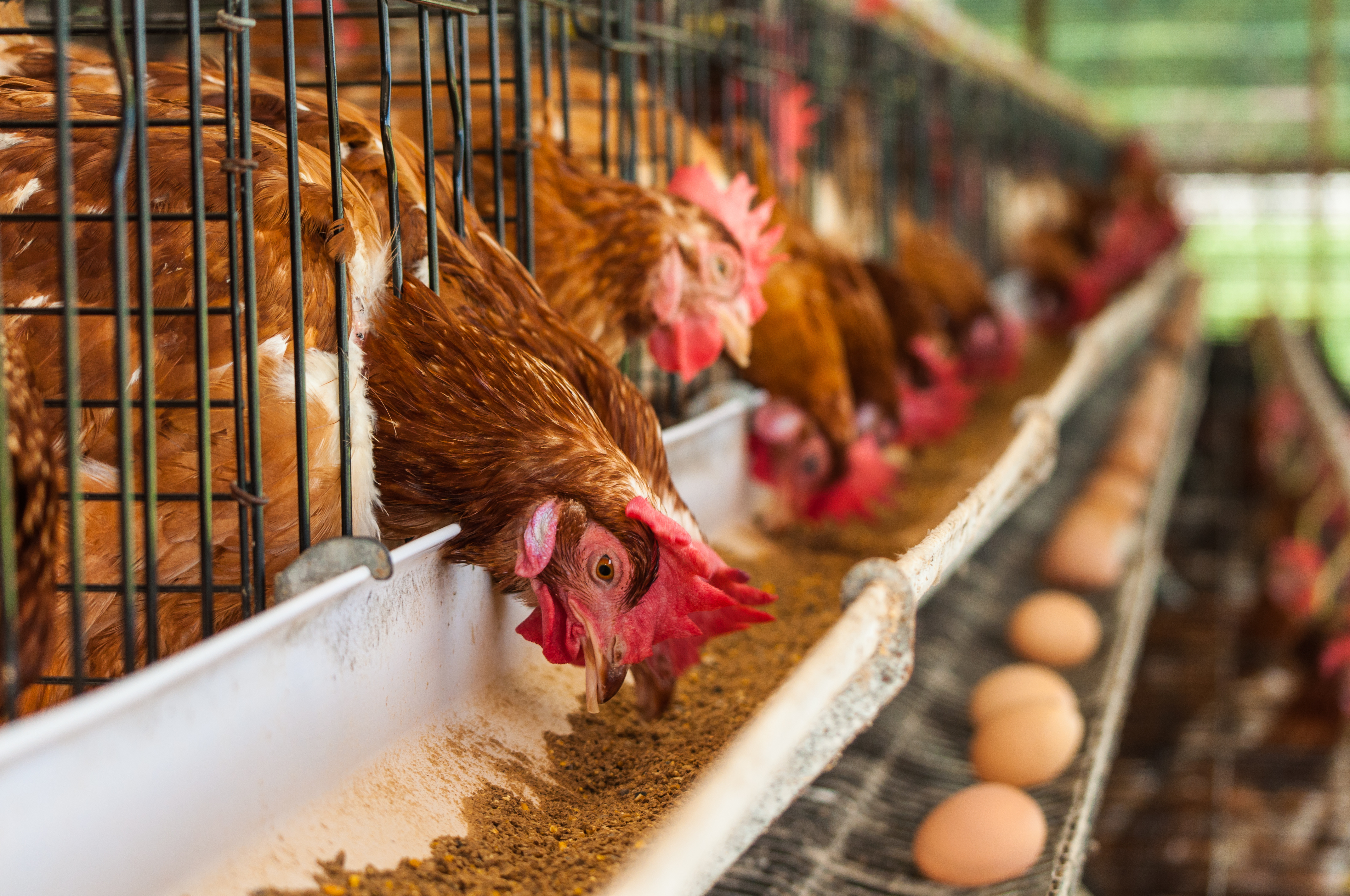 Caged laying hens feeding and producing eggs