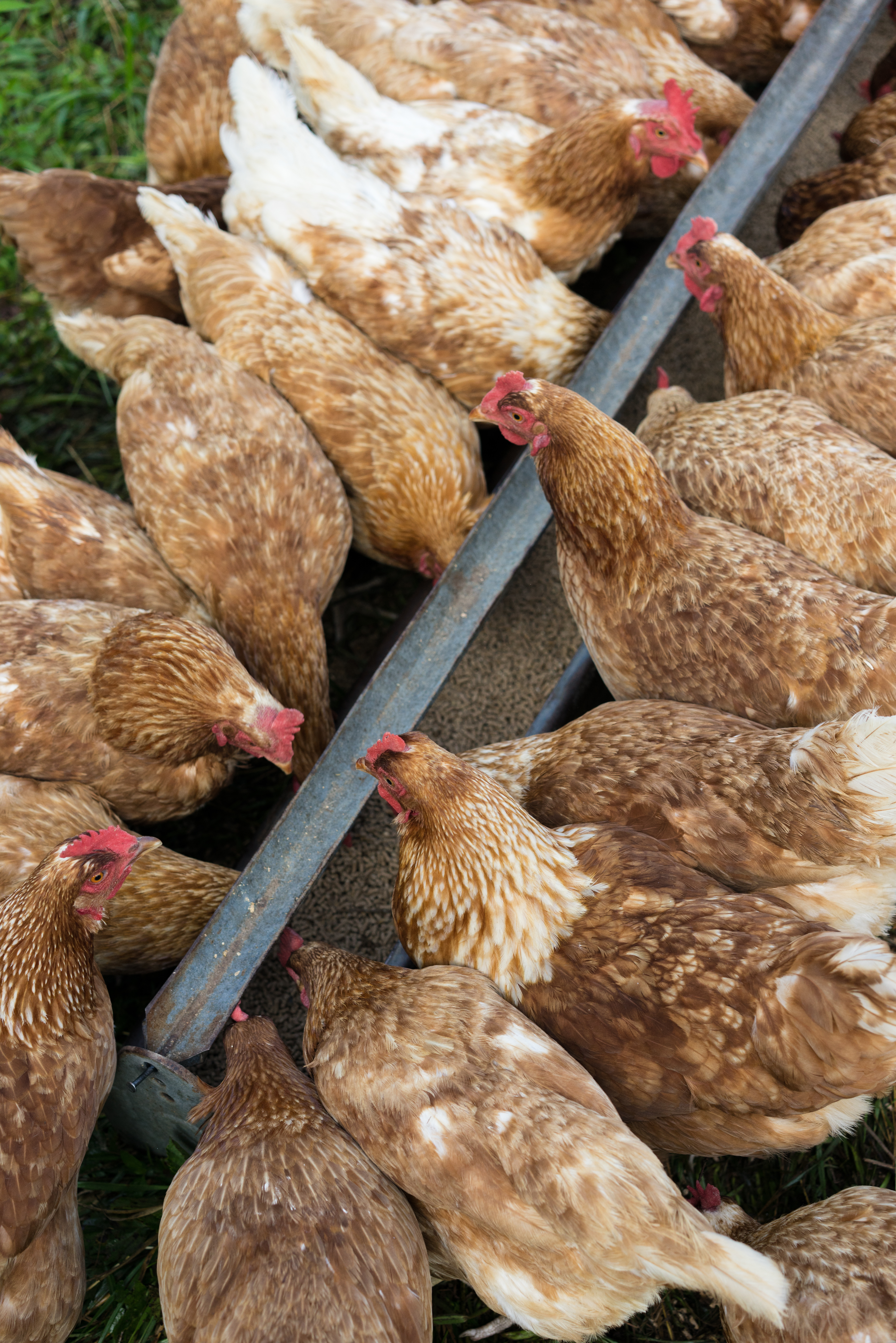 chickens feeding at a trough