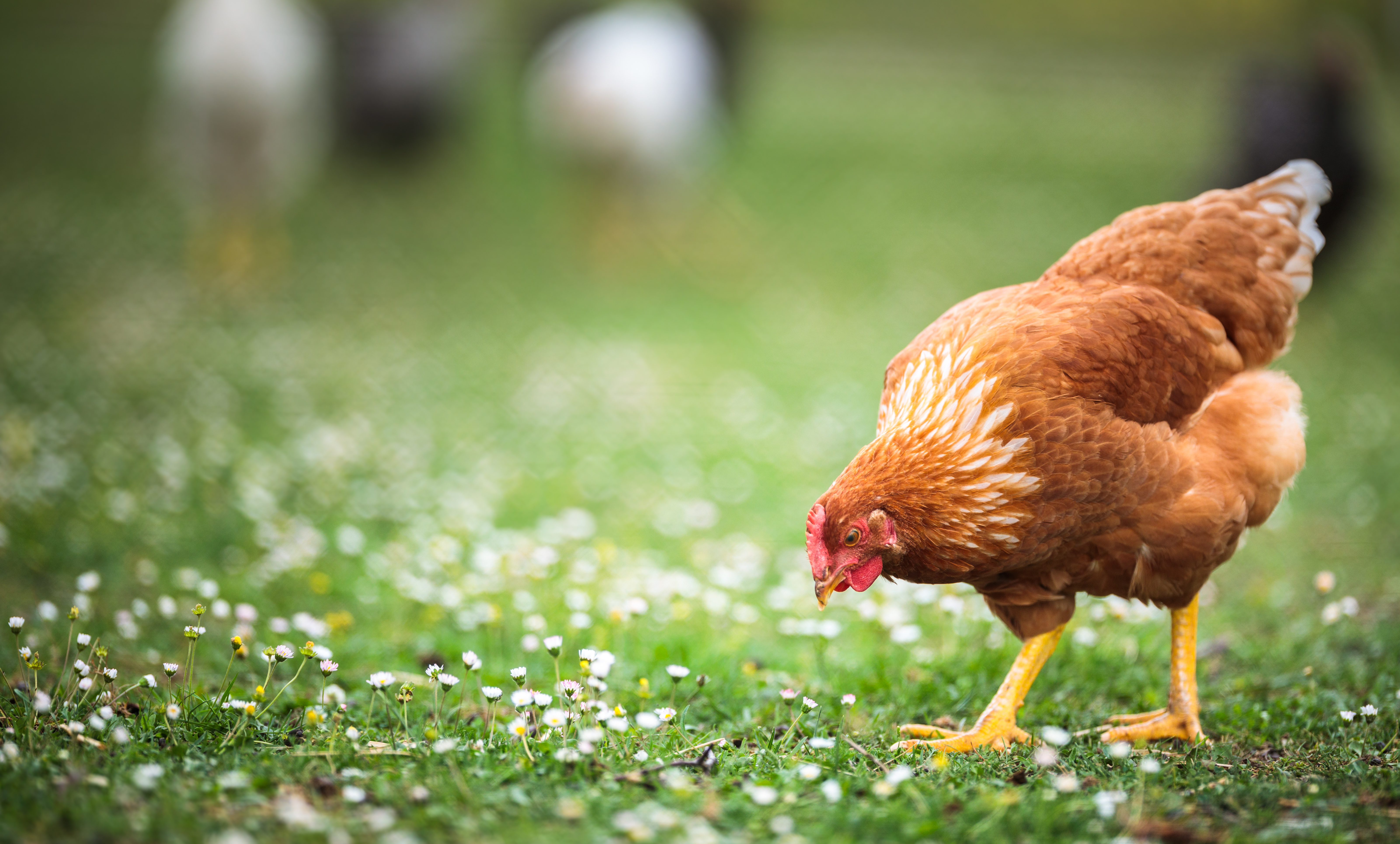 Stalvey recommends using birds who, "hustle around" as breeding candidates