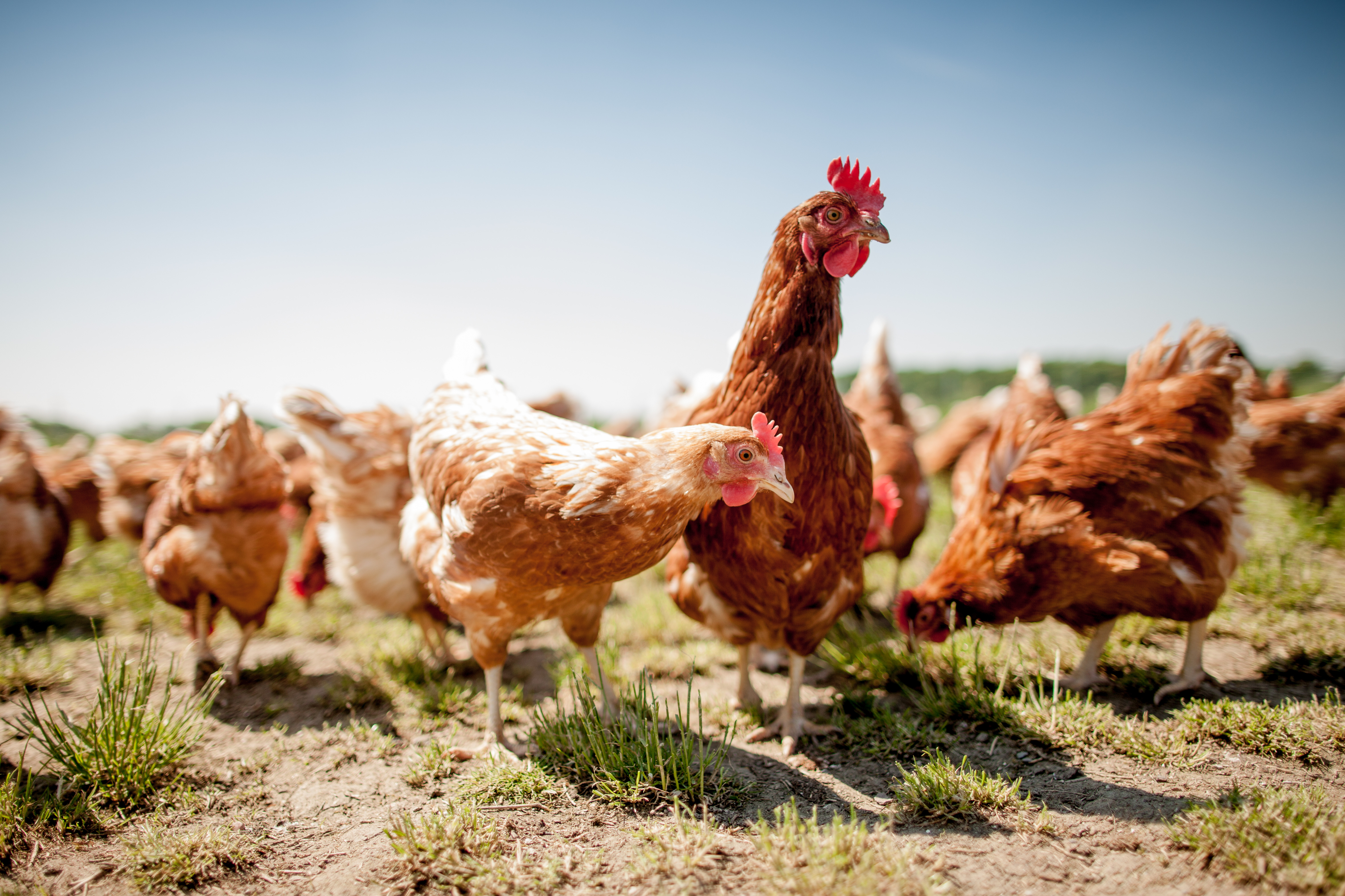 The chicken. Курица из веселой фермы. Domestic Poultry. Alive Chicken Farm.