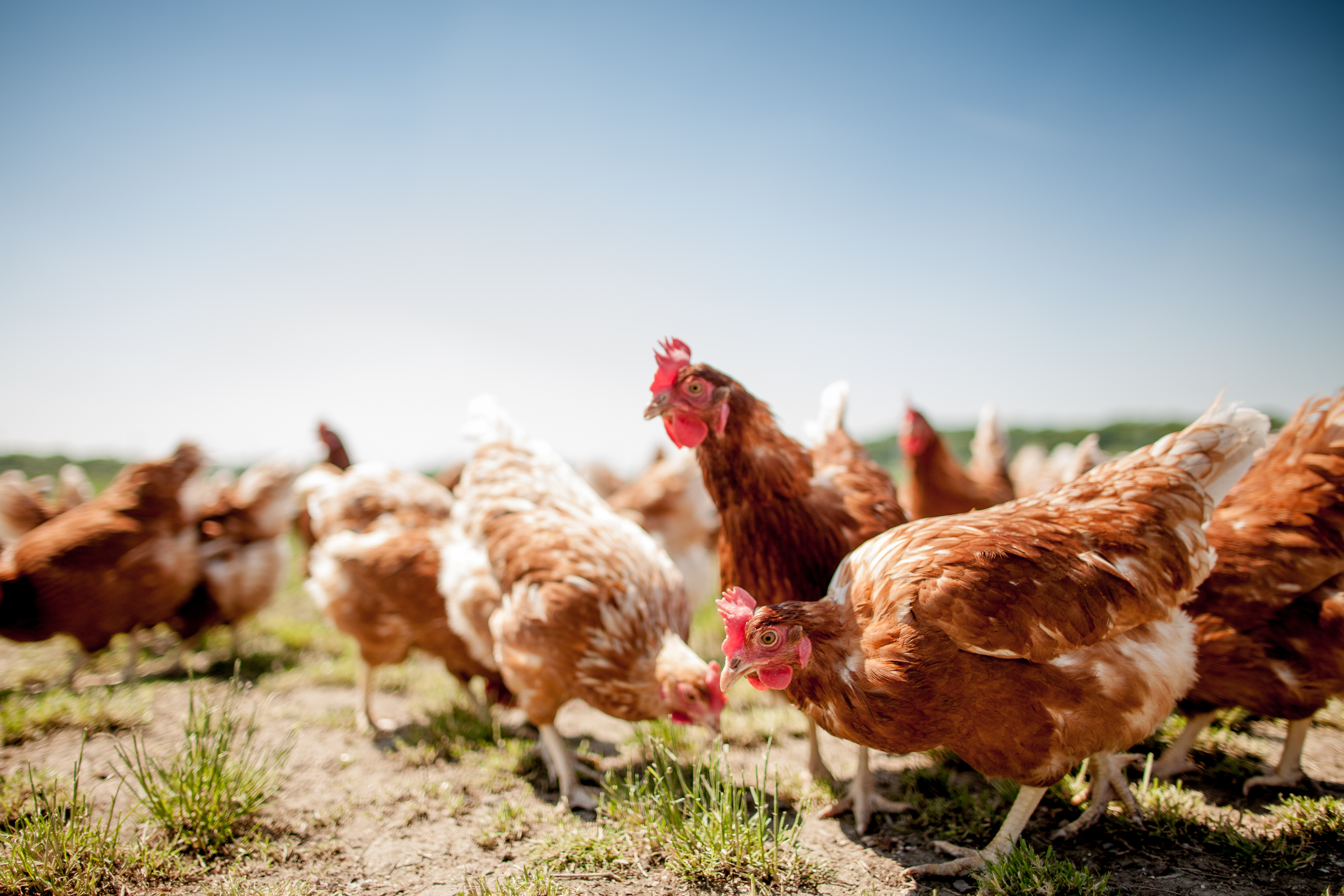 brown chickens roaming outside