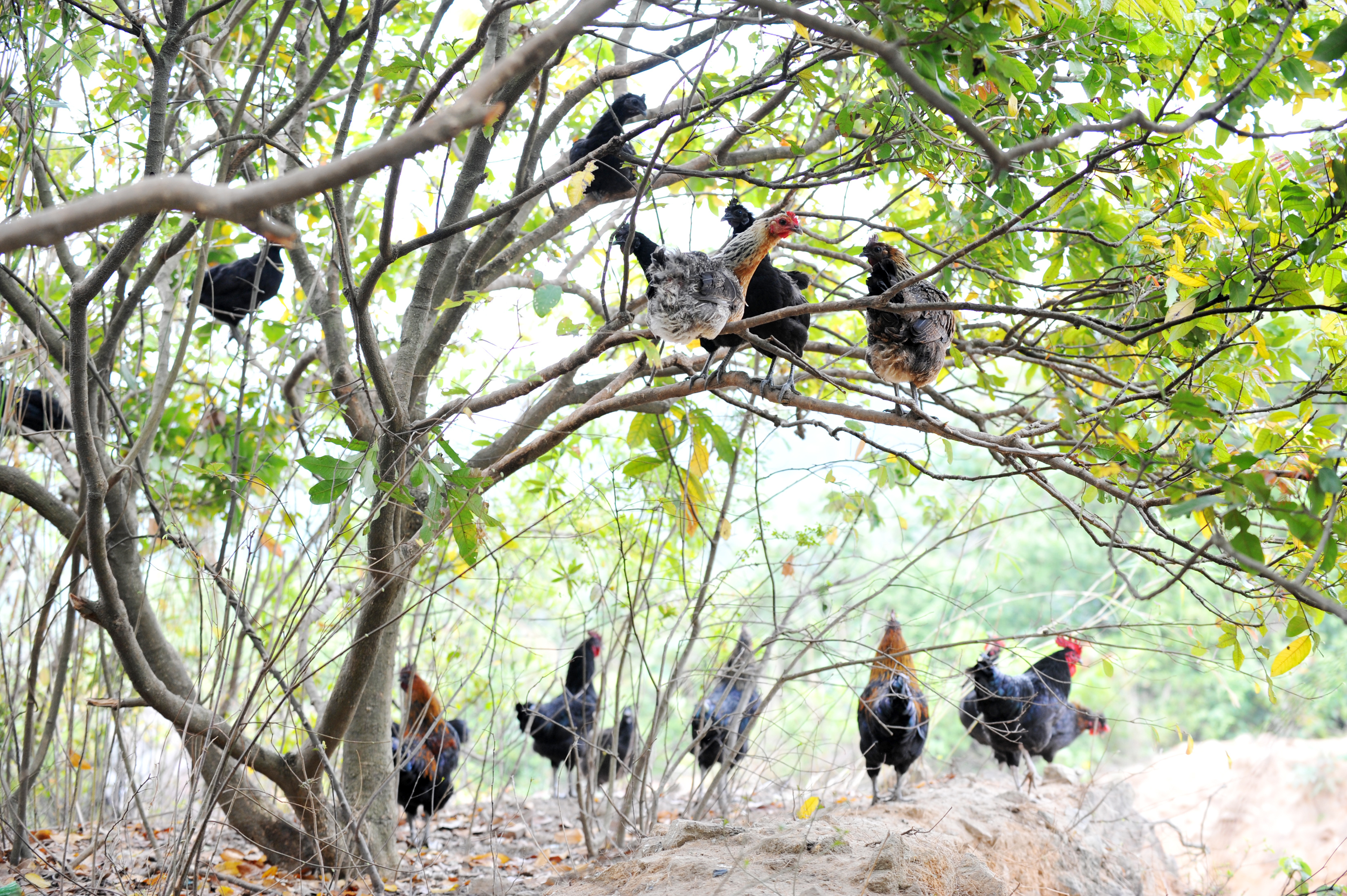 Using terms like "cage-free" or "free-roaming" does not always mean that birds have full outdoor access at will.