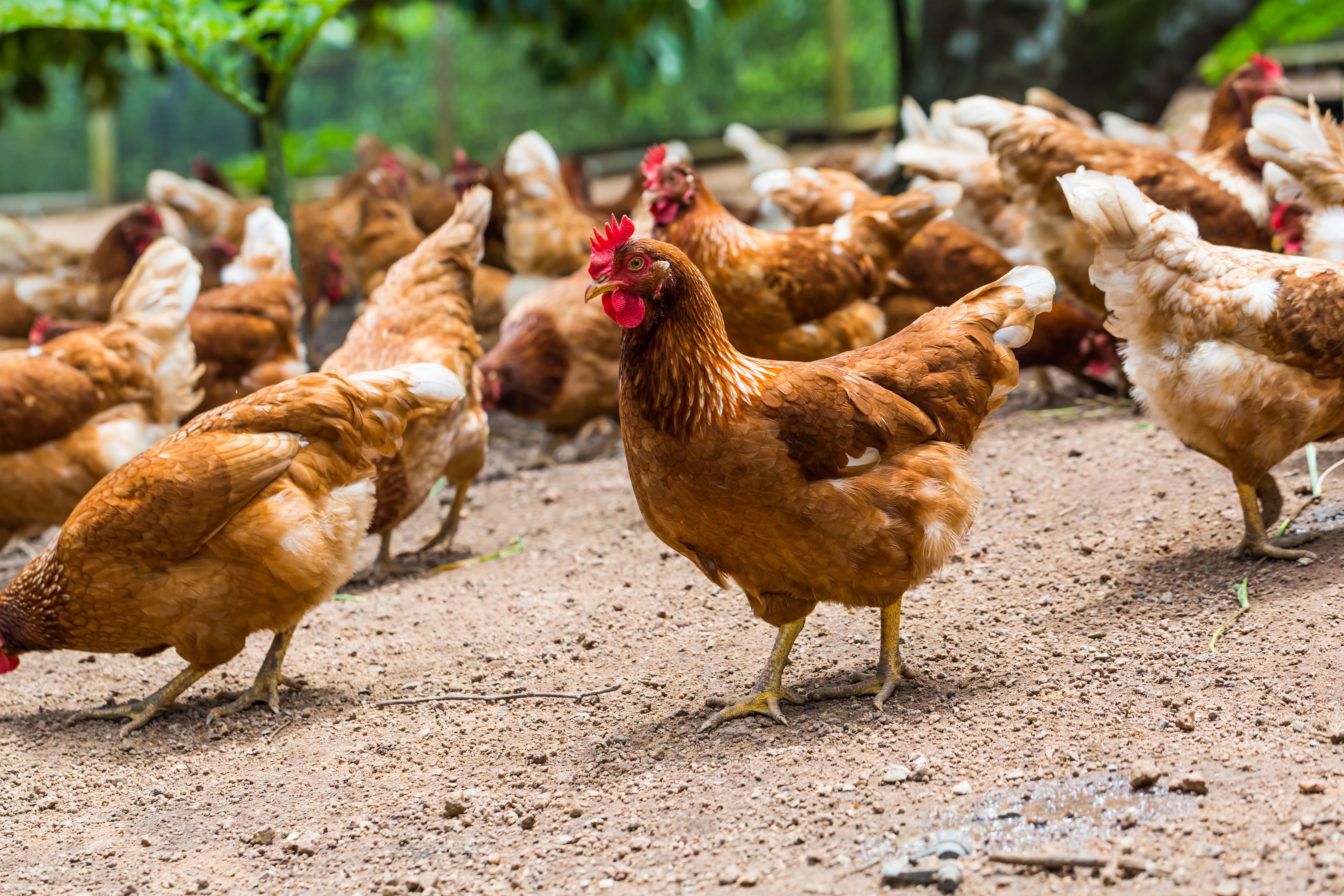 Free range chickens preening