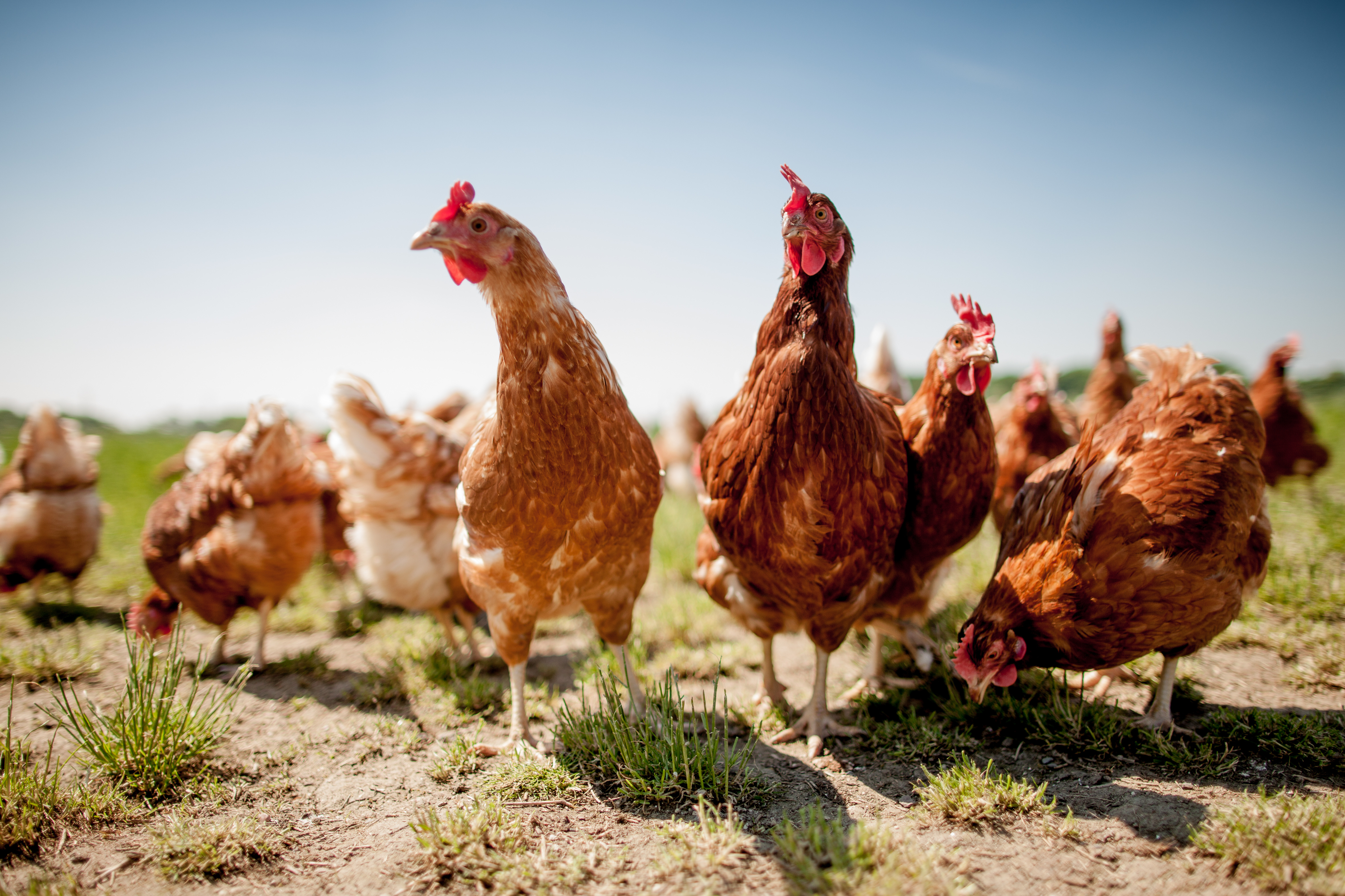 brown chickens outside on the grass in the sun