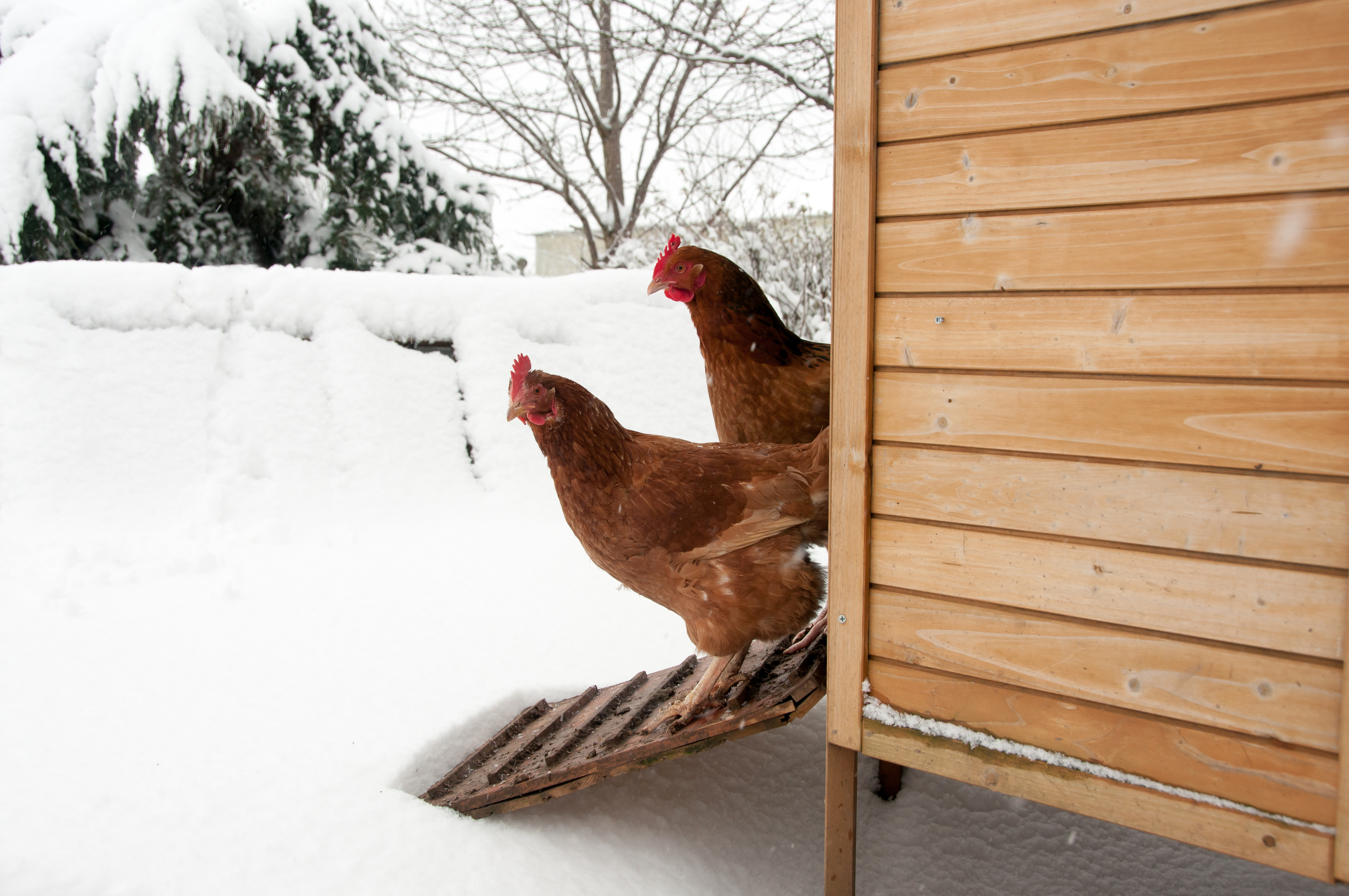 Зимние куры несушки. Курятник зимний. Курятник зимой. Курицы в курятнике. Курица зимой.