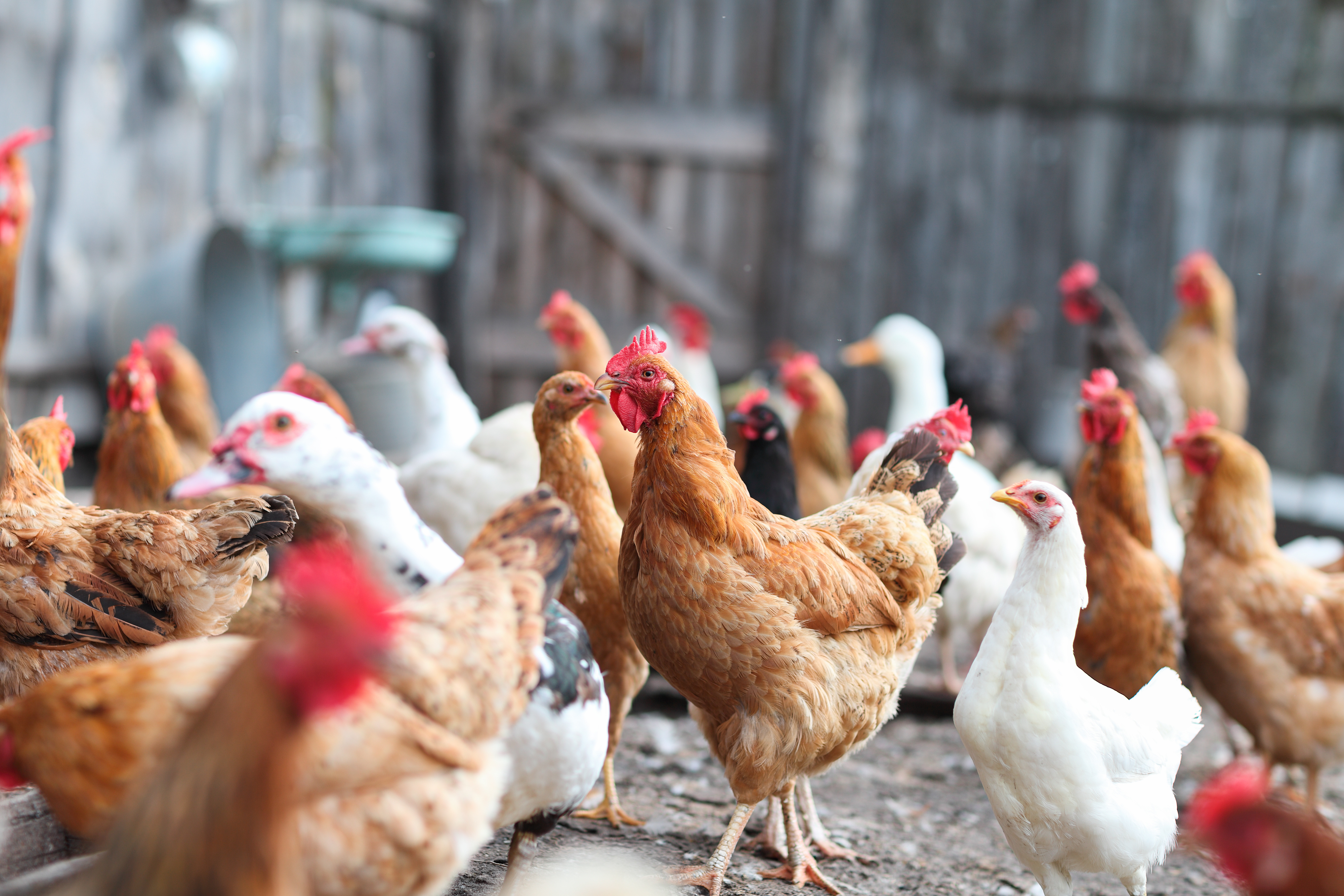 Five steps to going cage-free in China