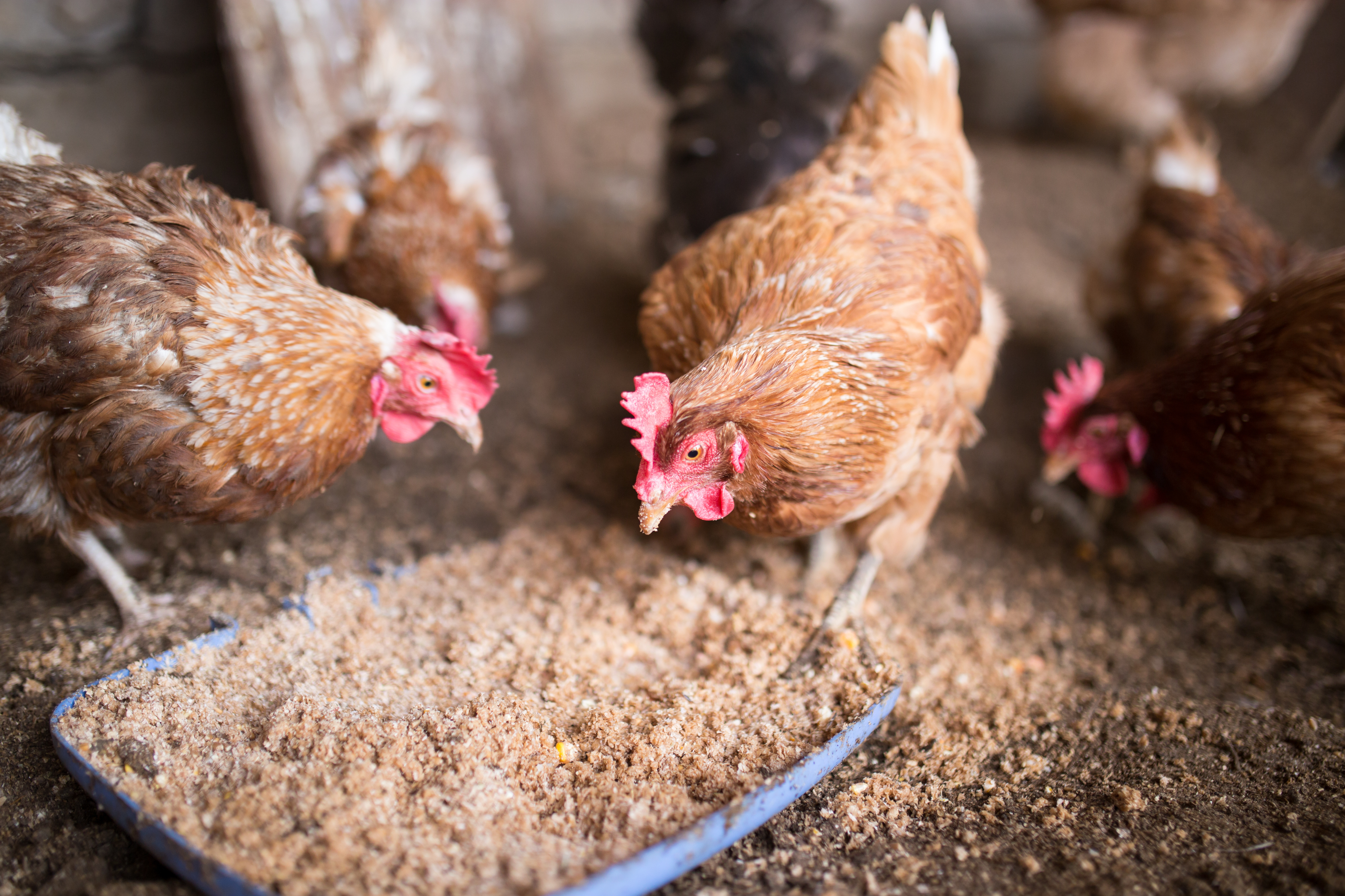 Brown hens feeding on ground grains