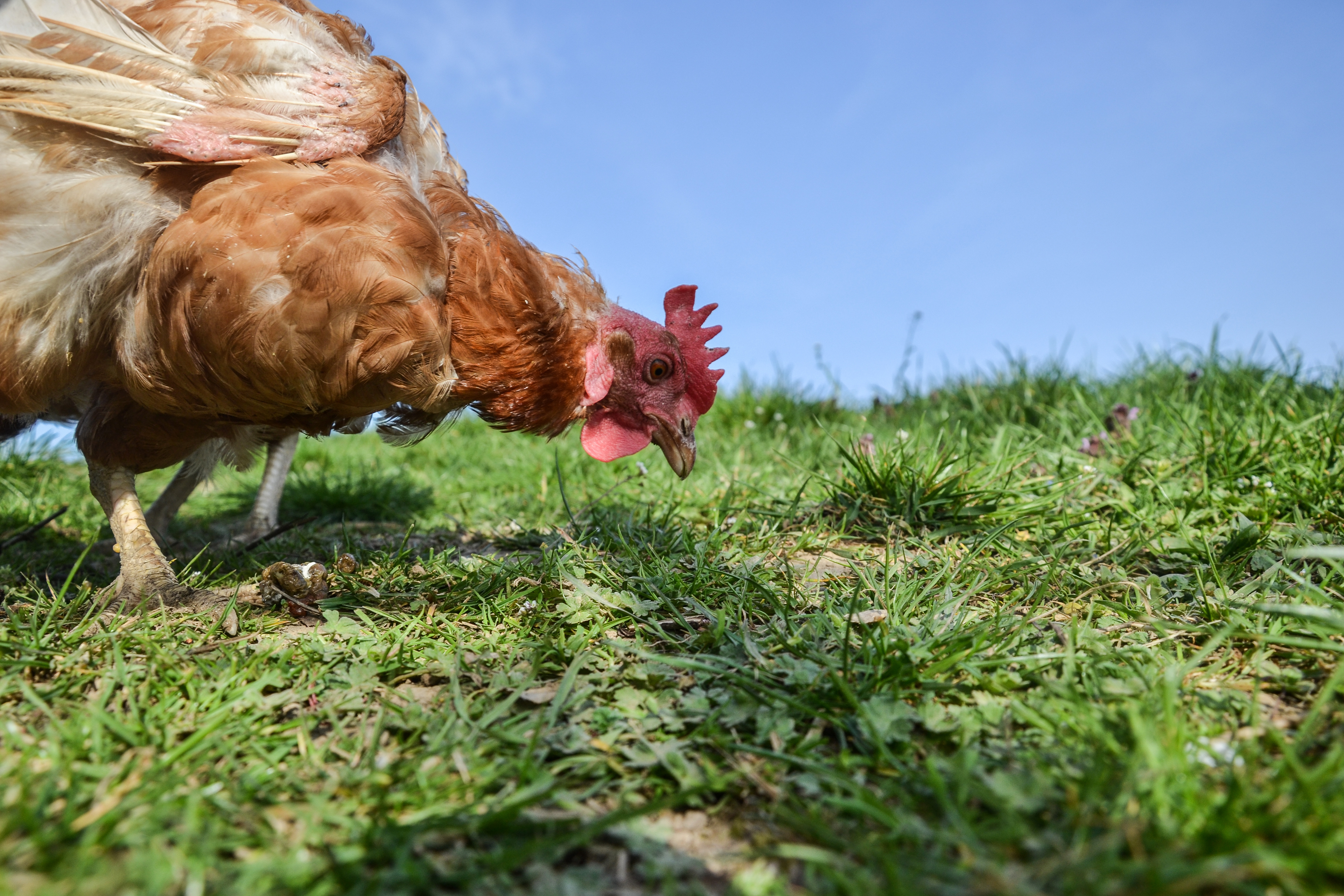 Backyard keepers should consider letting birds forage for insects and seeds before winter comes