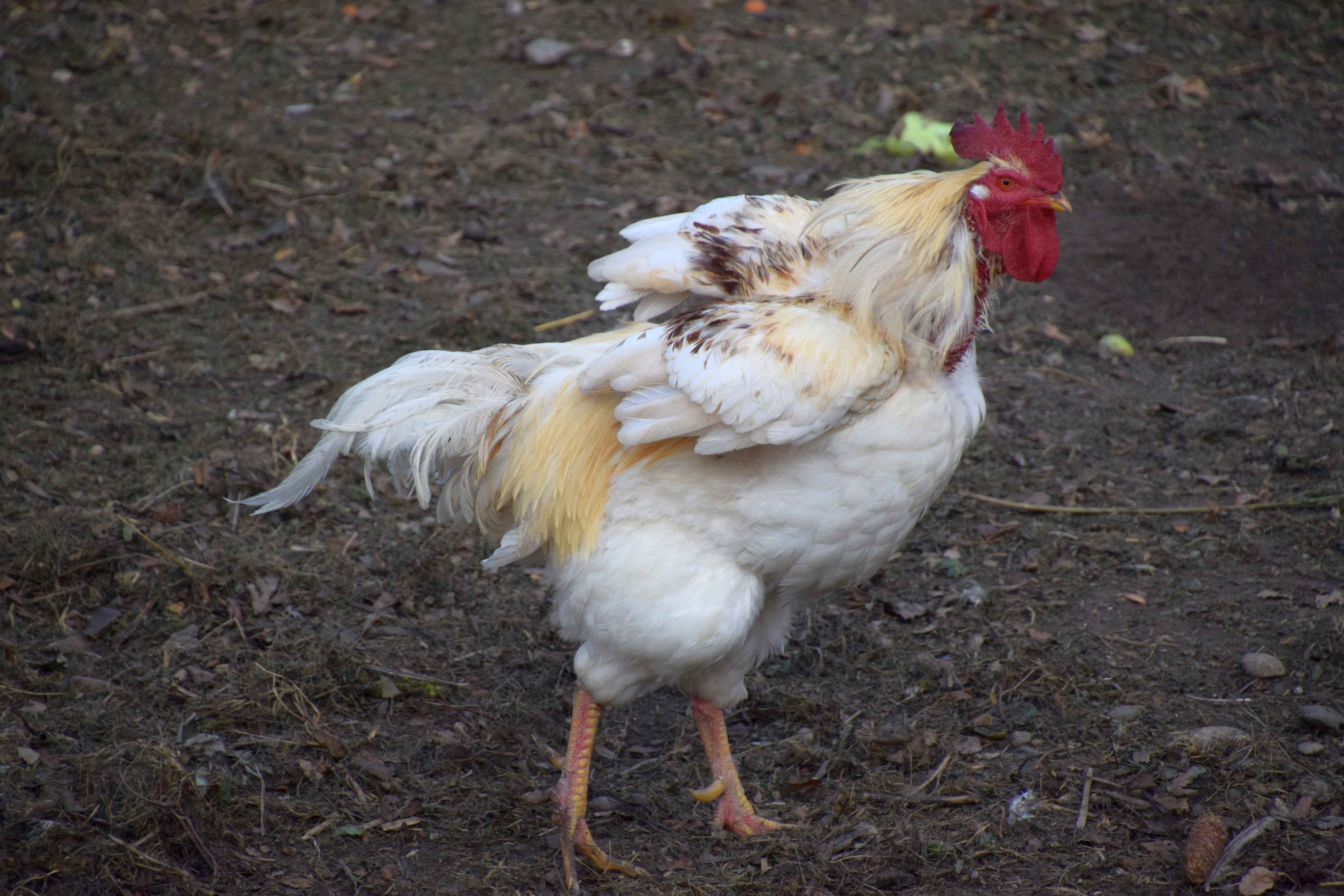 Birds usually moult once a year in order to replace their broken and damaged feathers