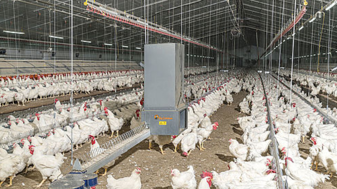 Inside a large chicken house showing the chain feeding system in use
