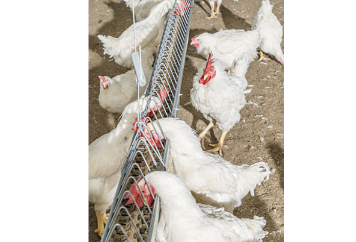 chickens feeding in a house using male chain