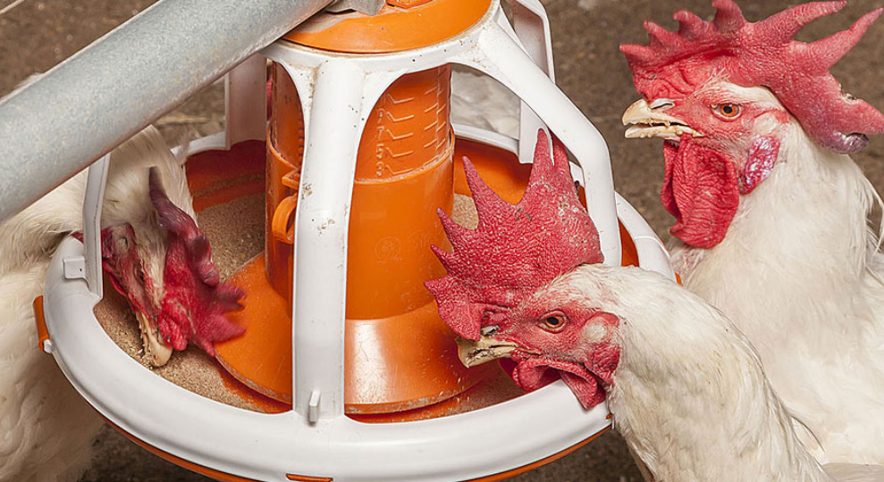 Feed pan with broiler chickens feeding