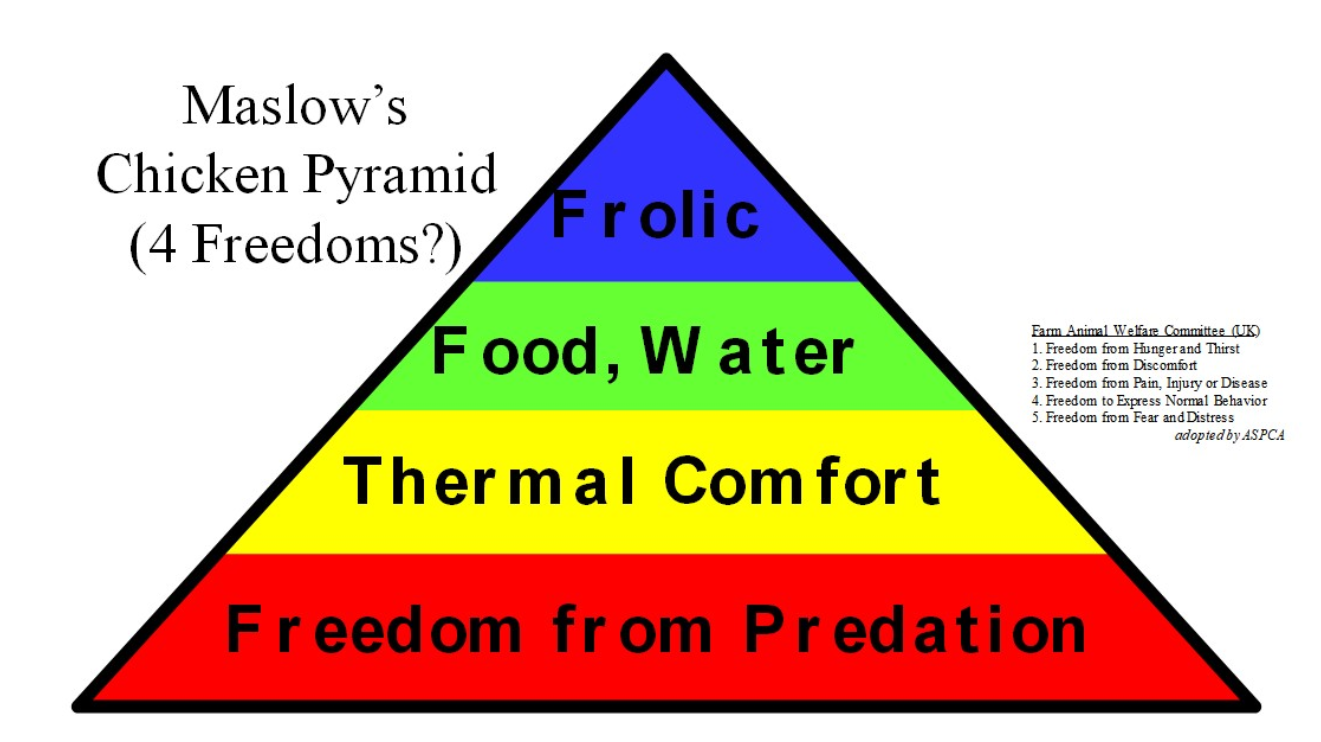 Figure 2. The pyramid applied to chickens
