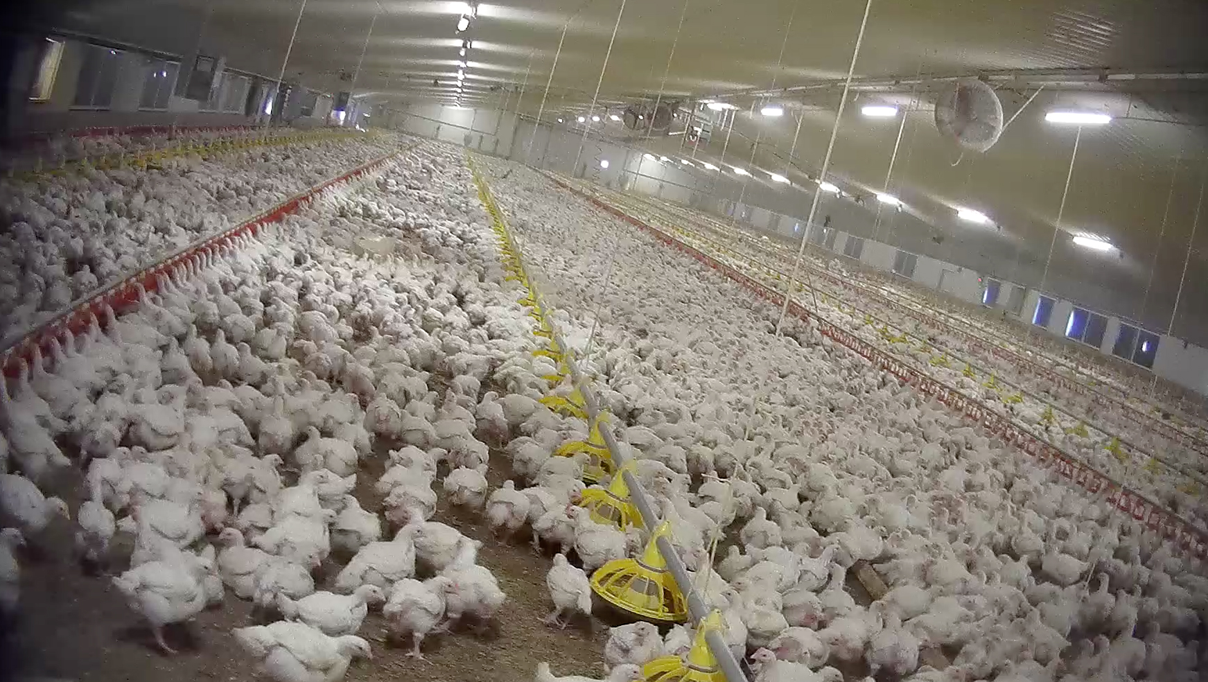 Chickens at an unidentified, low welfare farm