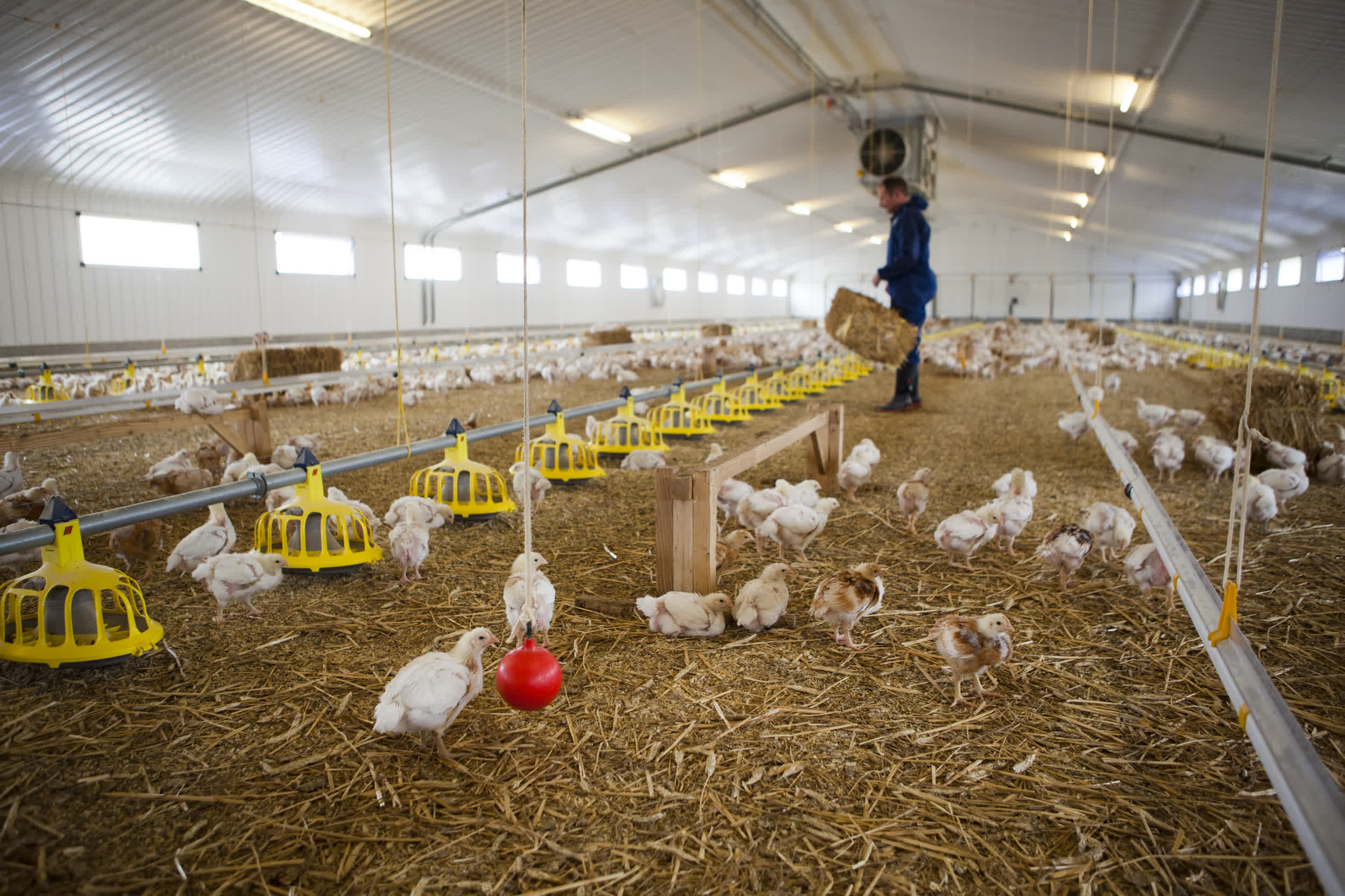 Chickens in a barn on a certified chicken farm in Somerset, UK