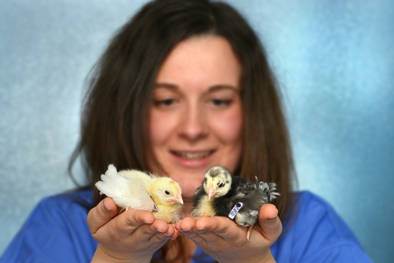 Dr Maeve Ballantyne with white and gene-edited black feathered White Leghorn chicks