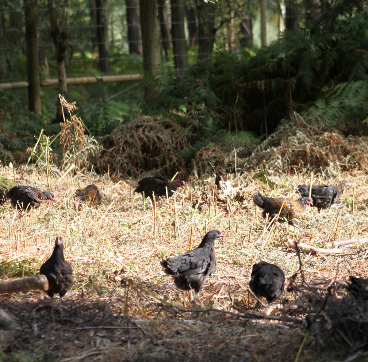 Norfolk Black chickens unique to TNP