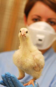 A female veterinarian holds a young chicken