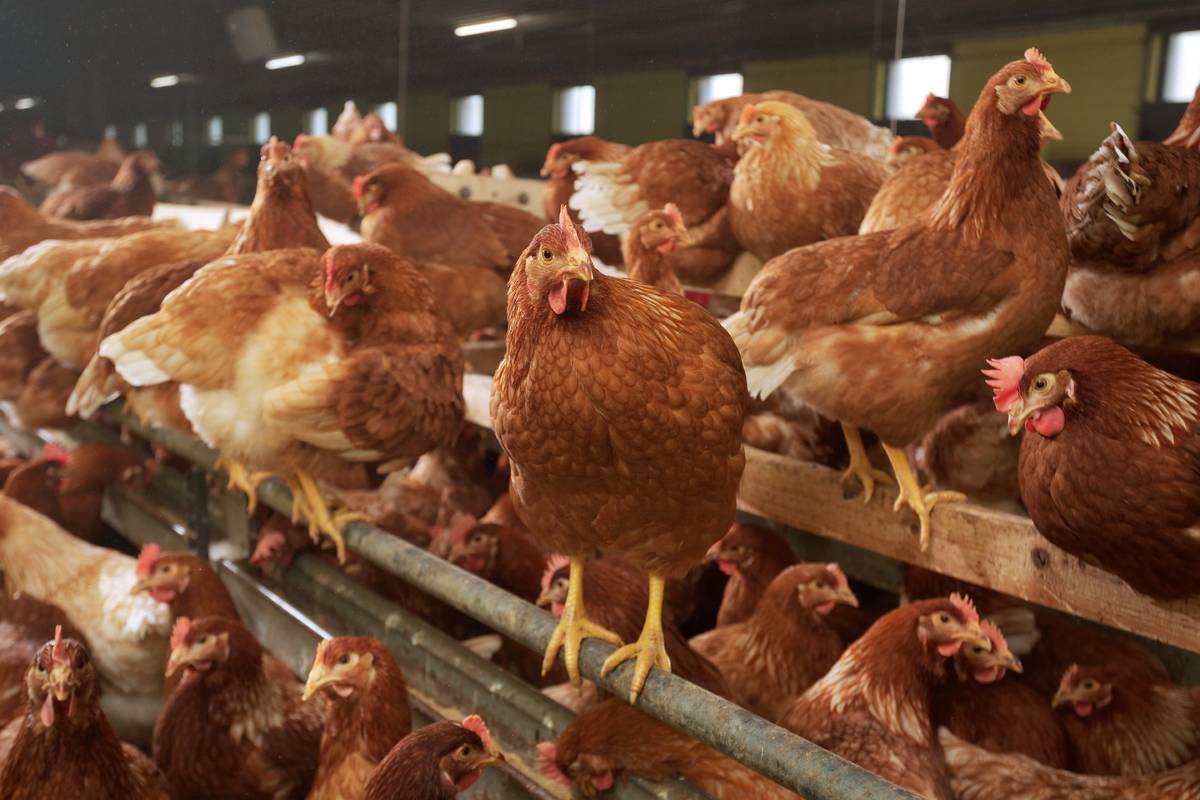 brown chickens standing on perches