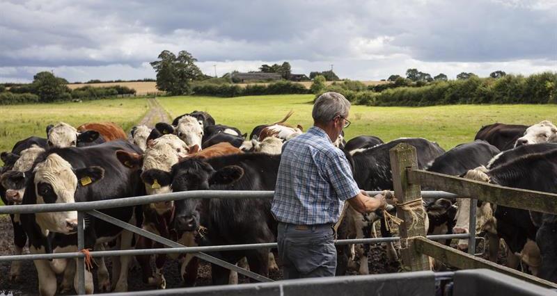a man closes a gate with cows behind it in a field