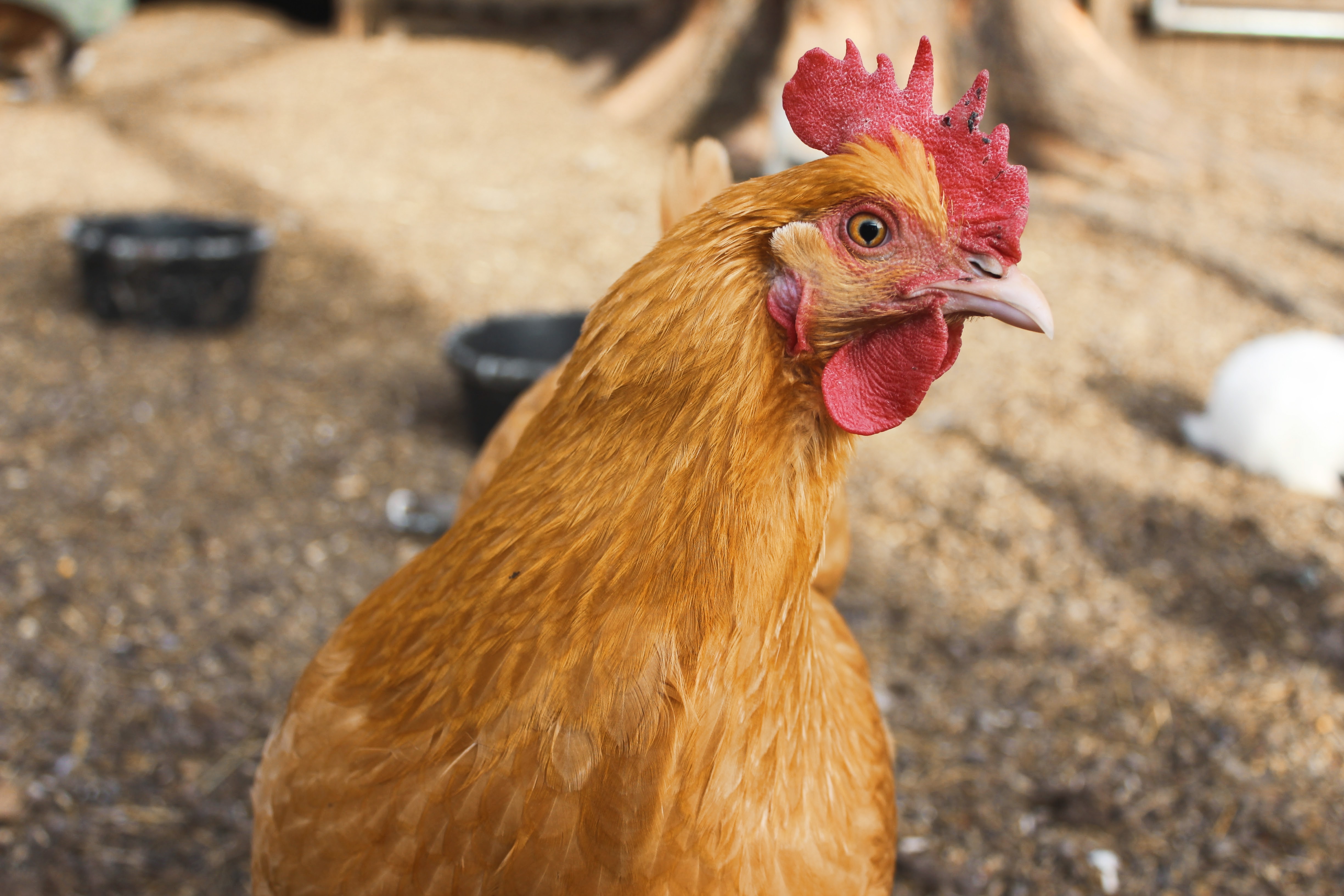 a chicken looks at the camera