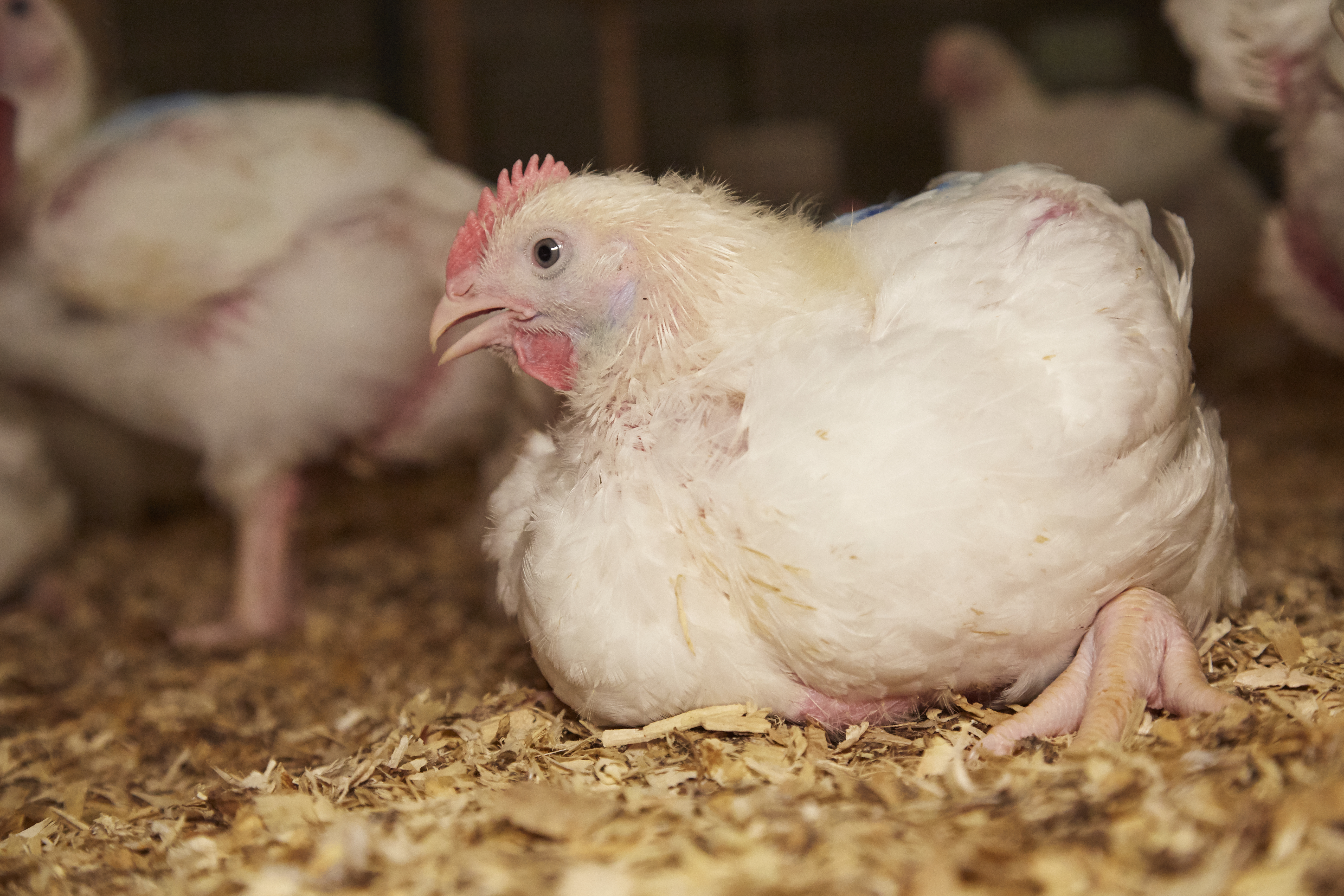 Modern broiler chickens reach harvest weight at 36-38 days; quick growth can lead to heart defects and leg weakness