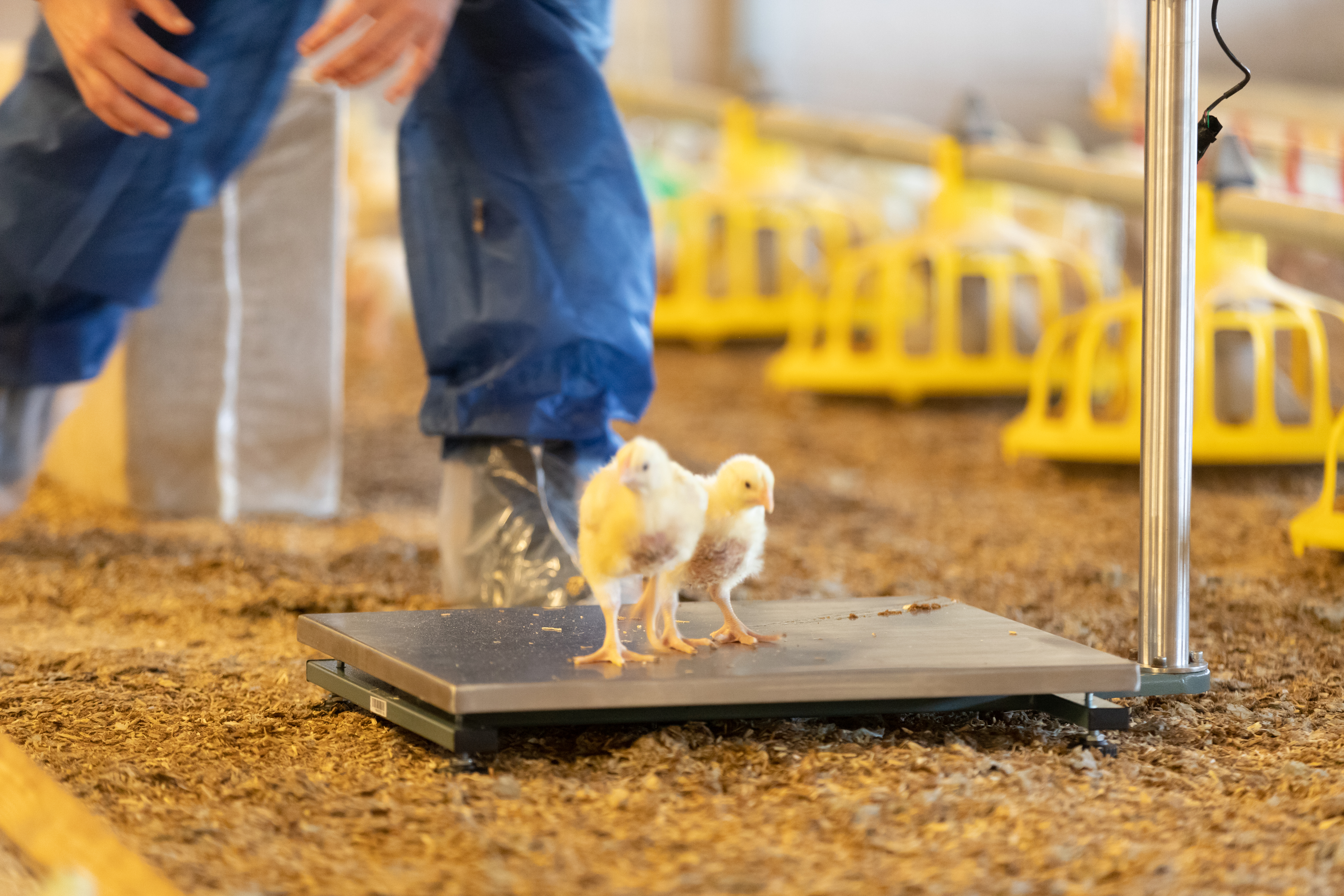 two baby chicks step onto a scale