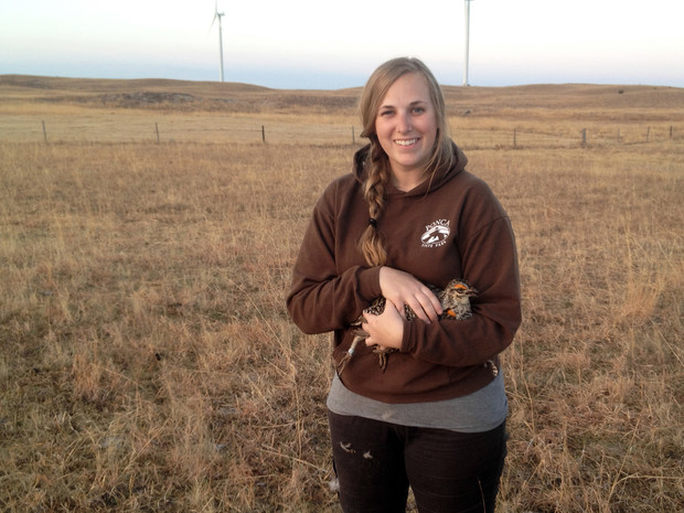 Jocelyn Harrison conducts greater prairie-chicken research in the Sandhills of Nebraska.
