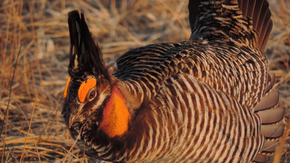 A new study shows that the endangered greater prairie-chicken pays little attention to small-scale wind energy infrastructure in choosing nesting sites, and grassland management and proximity to roads play a larger role in whether they survive.