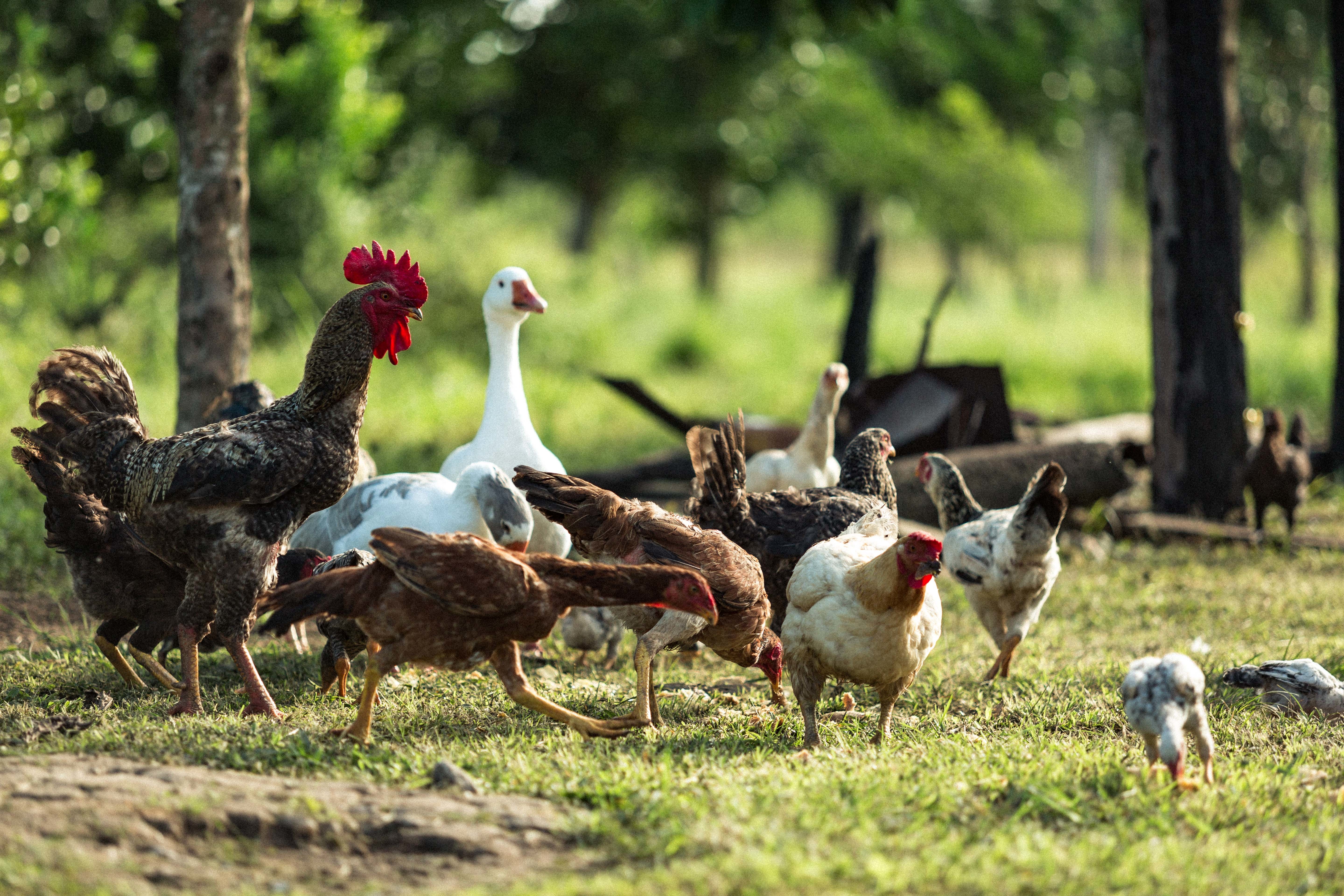 chickens and geese together in the grass