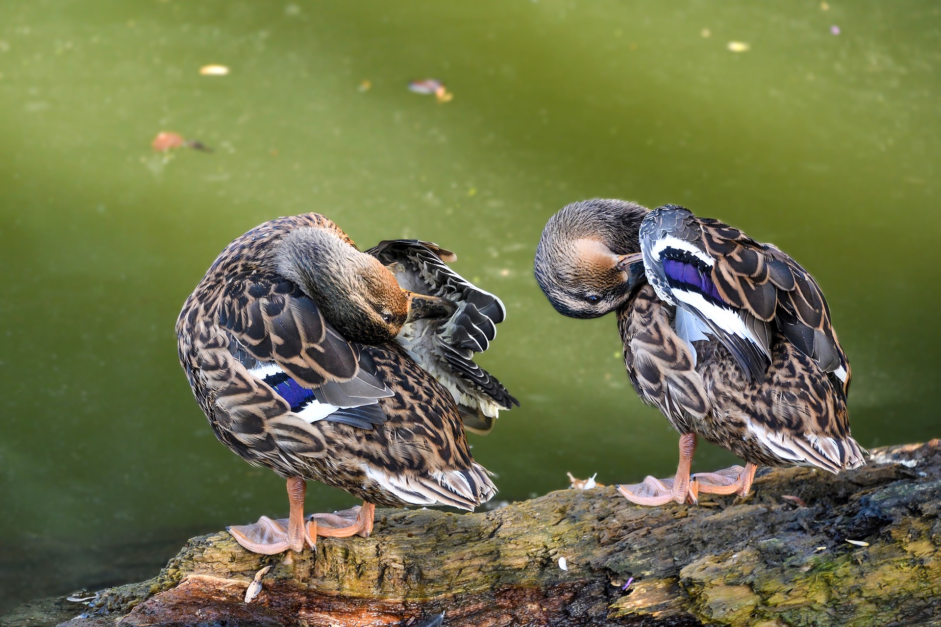 ducks cleaning themselves