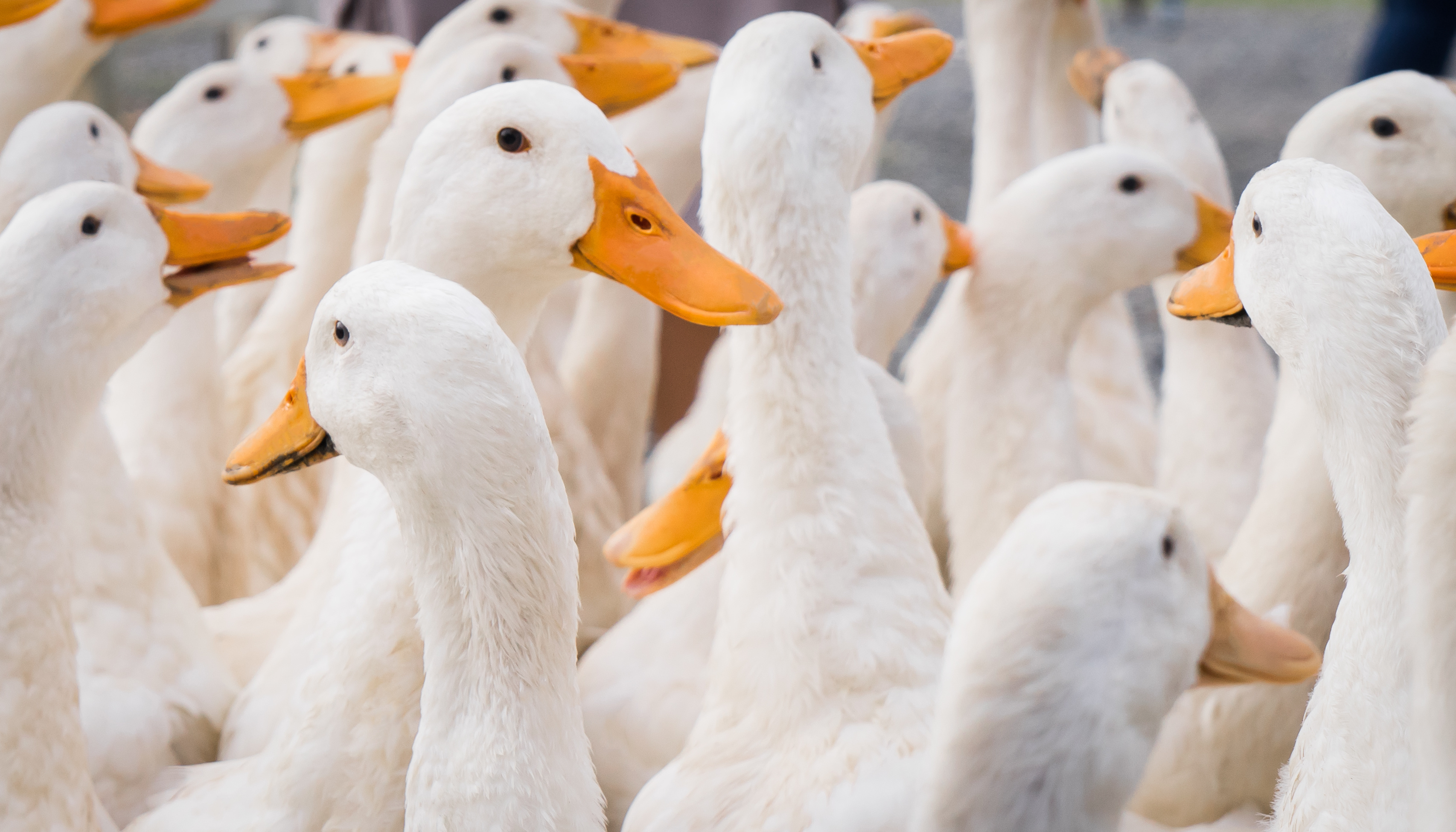 About 80 percent of the world's ducks are raised in China
