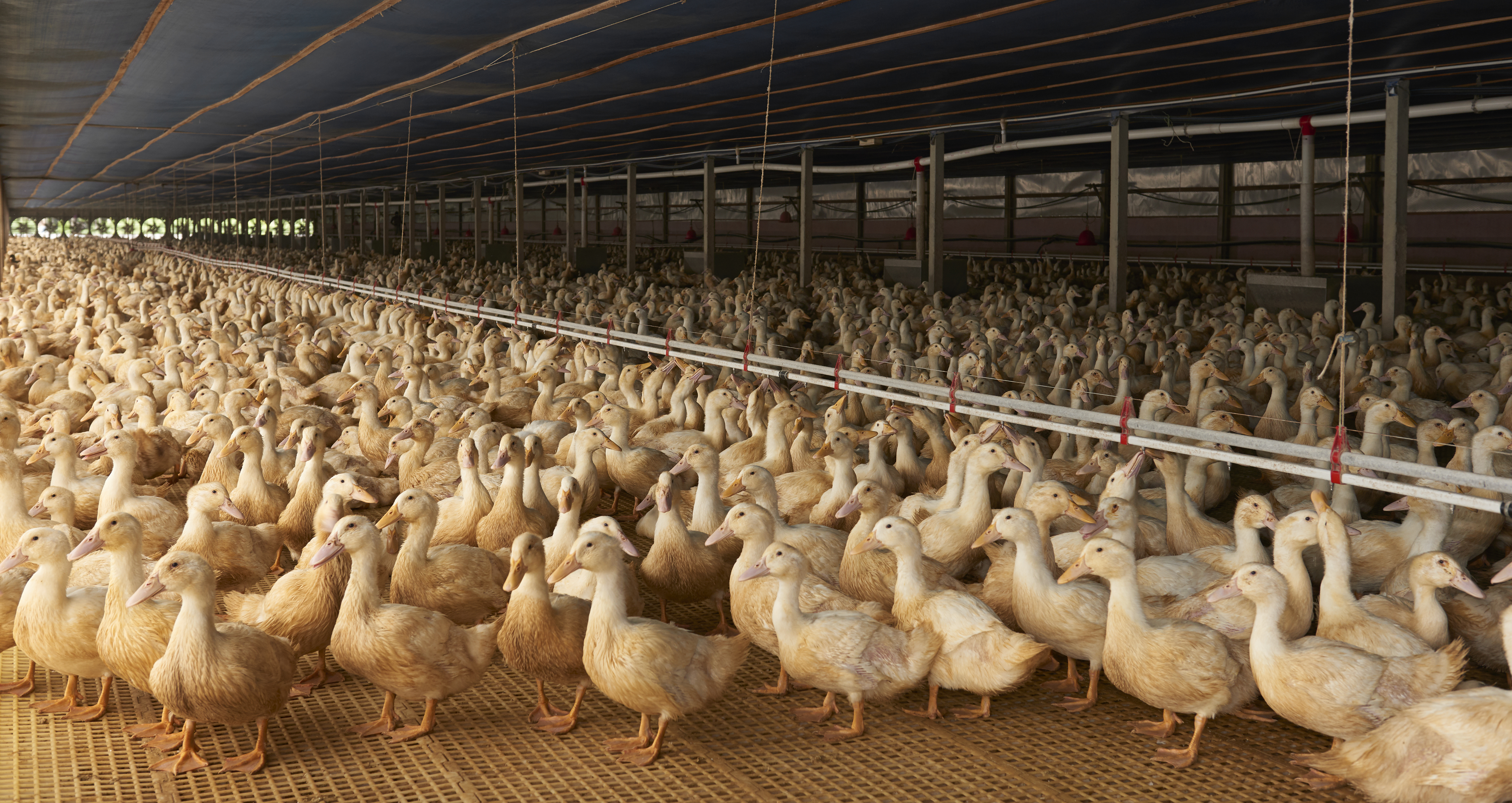 ducks inside a dusty shed