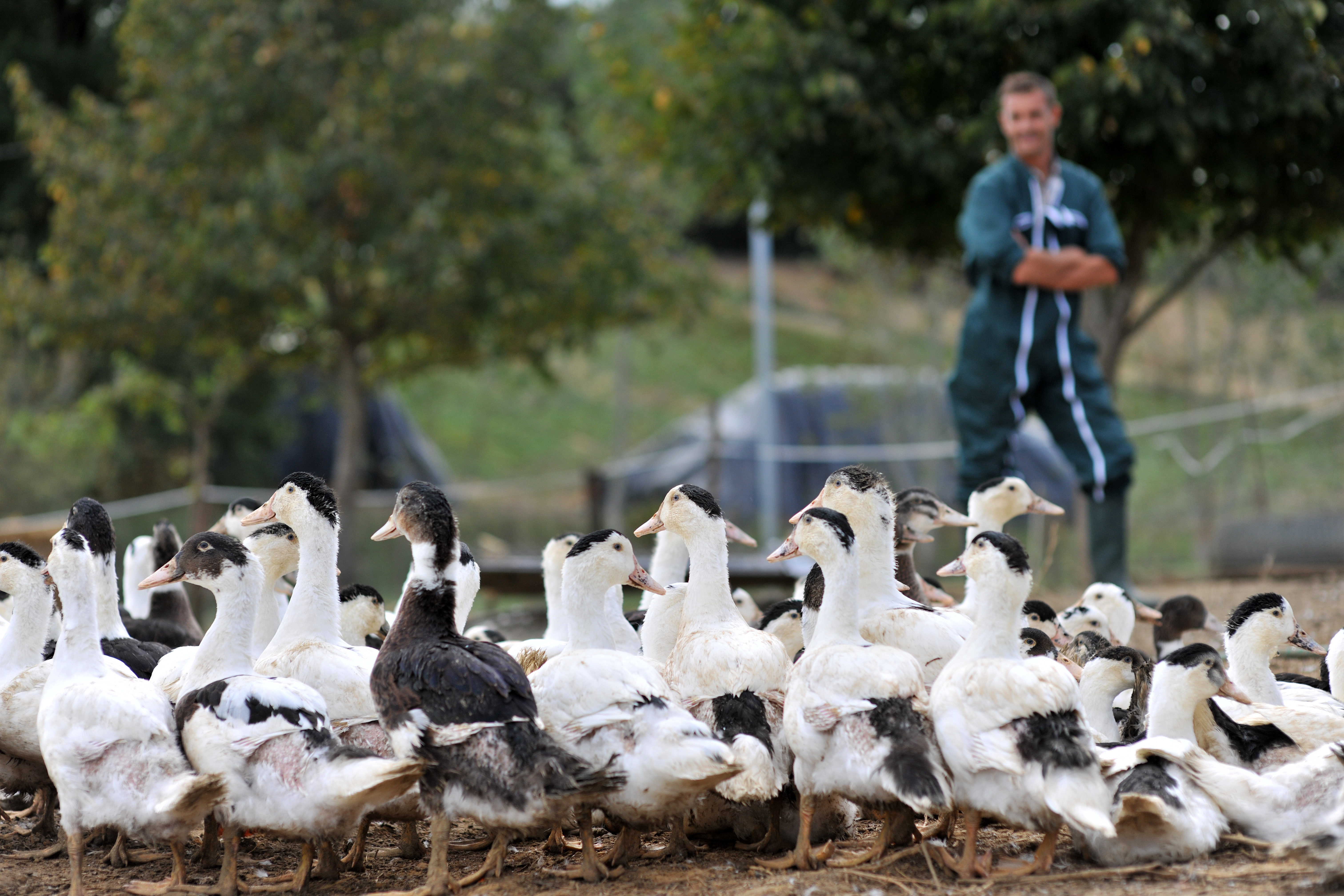 ducks outside with a farmer watching over them