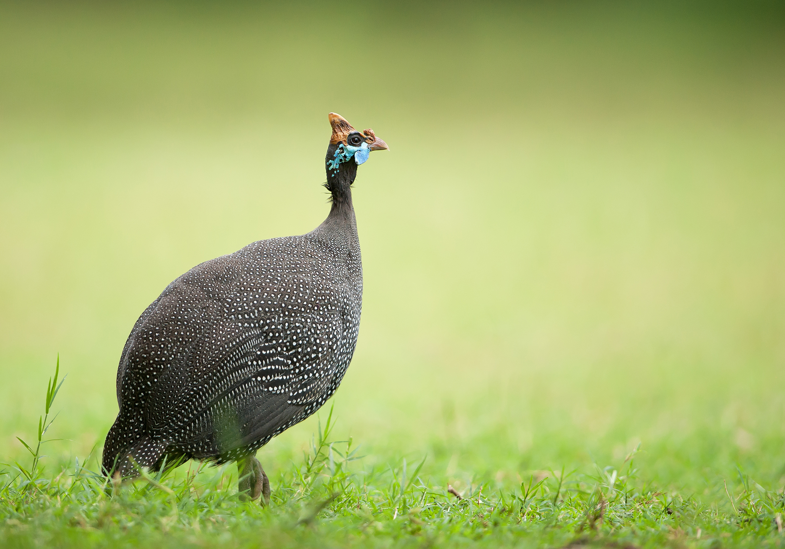 small, dark grey guinea fowl stand and sit on straw