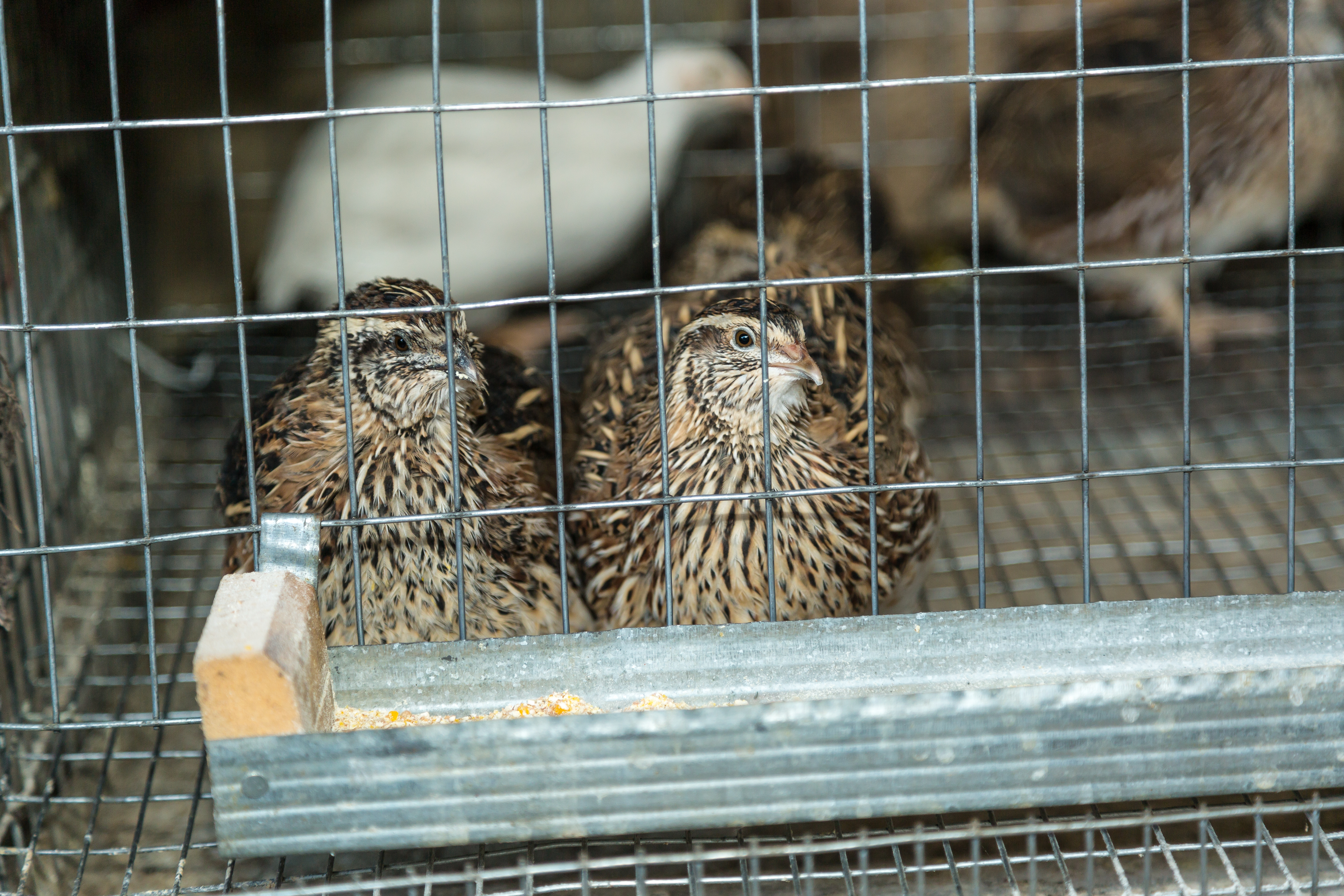 Japanese quails in cages