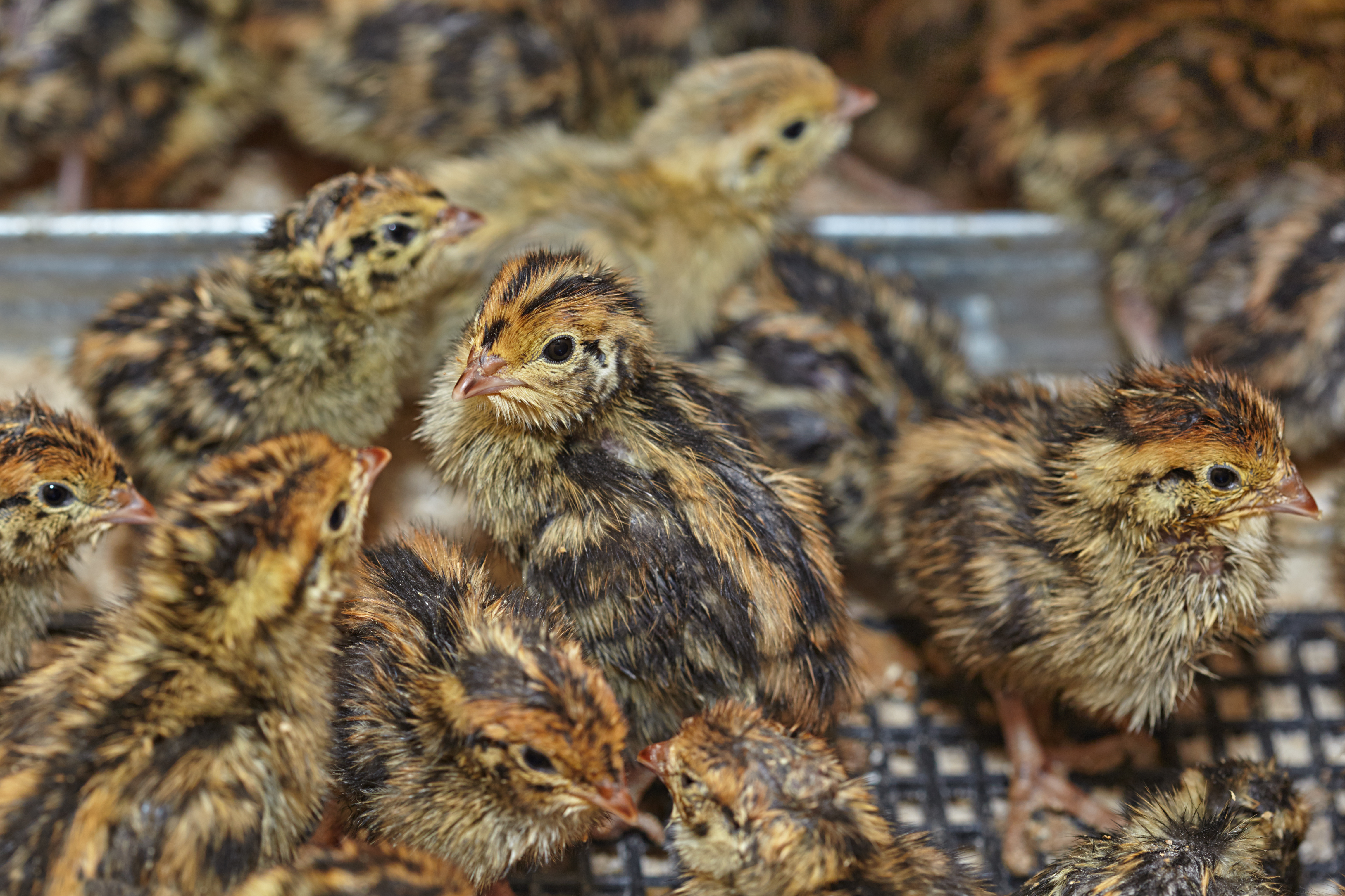 quail chicks