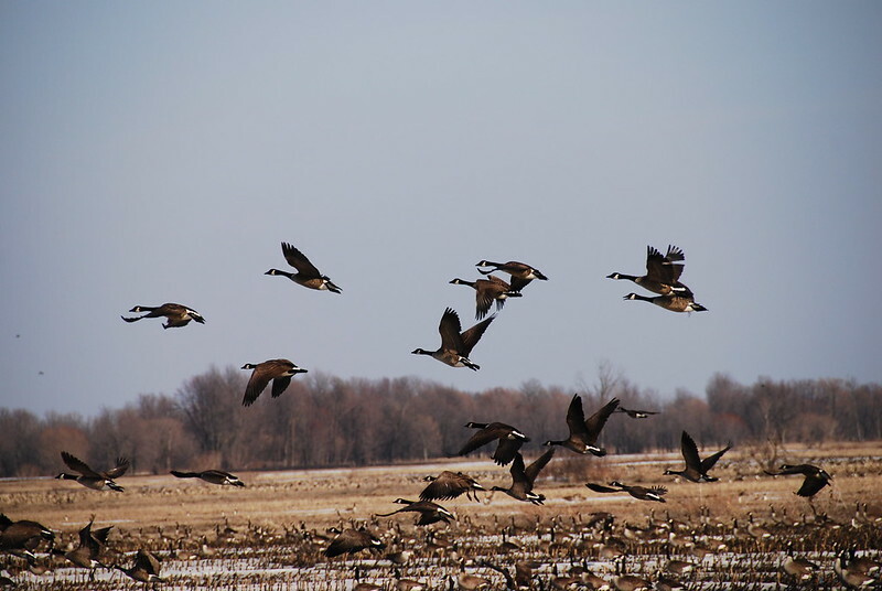 How poultry economics are evolving within the generation of avian influenza – FCC