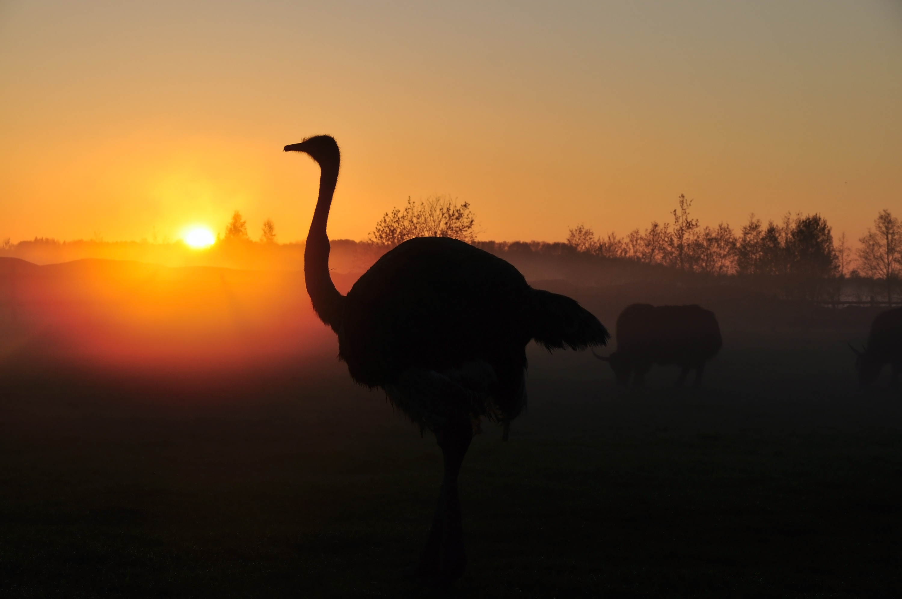 Canada to cull 300 ostriches after court rejects farm appeal
