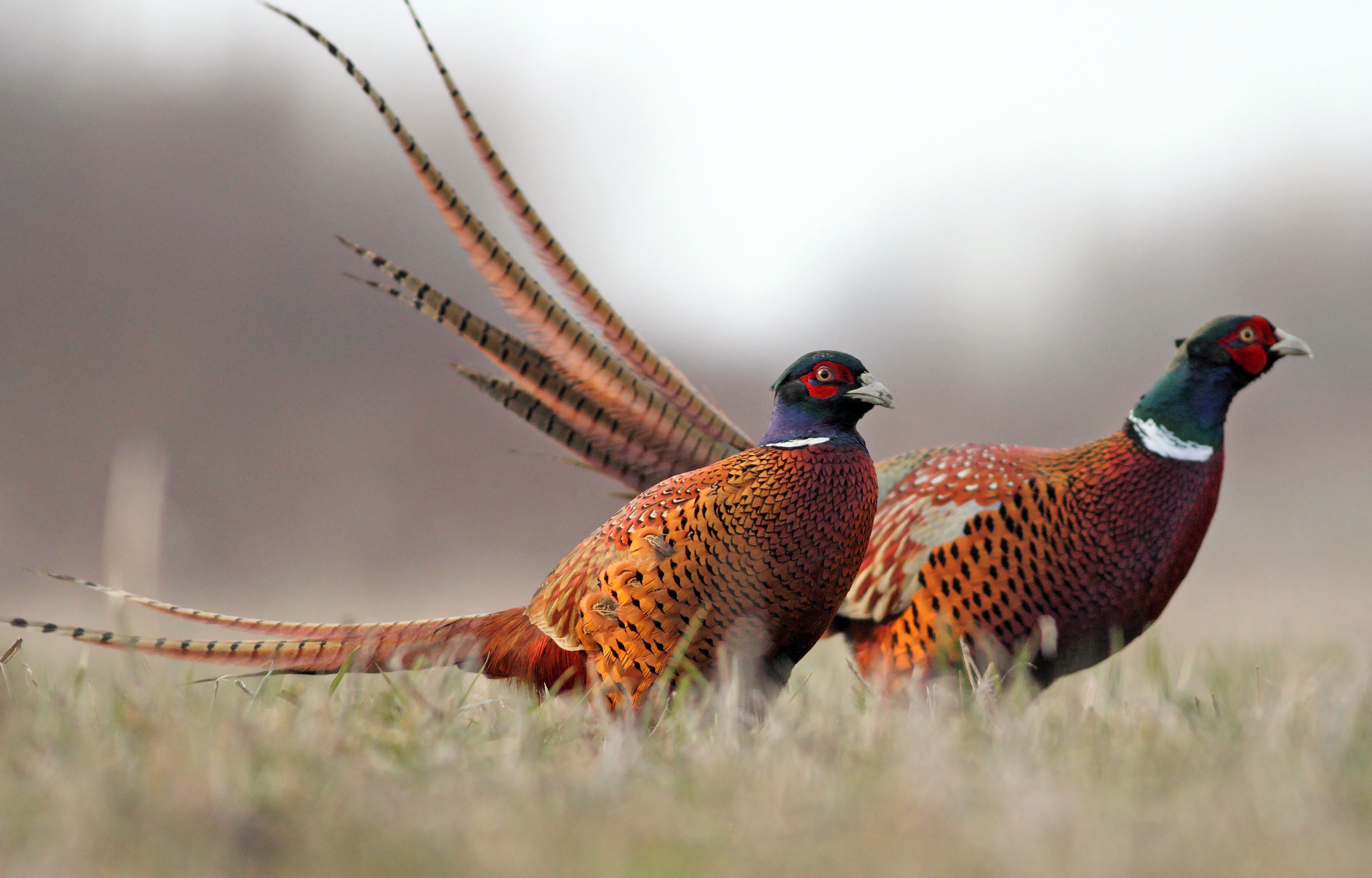 pheasant farming